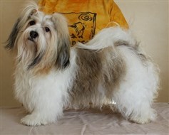 Milou