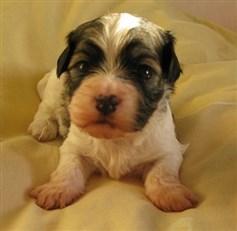 Tequilavilles I'm Ishedus "Milou" 3 v