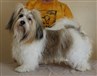 Milou