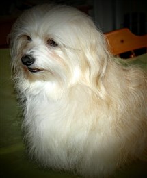 Bernad