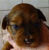 Smedttj&auml;rns Bella Donna, 2 v