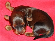 Smedtj&auml;rns tik 3