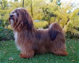 Disneylands Hot Fire "Fire"