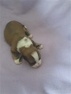 Smedtj&auml;rns Champange, 9 dagar