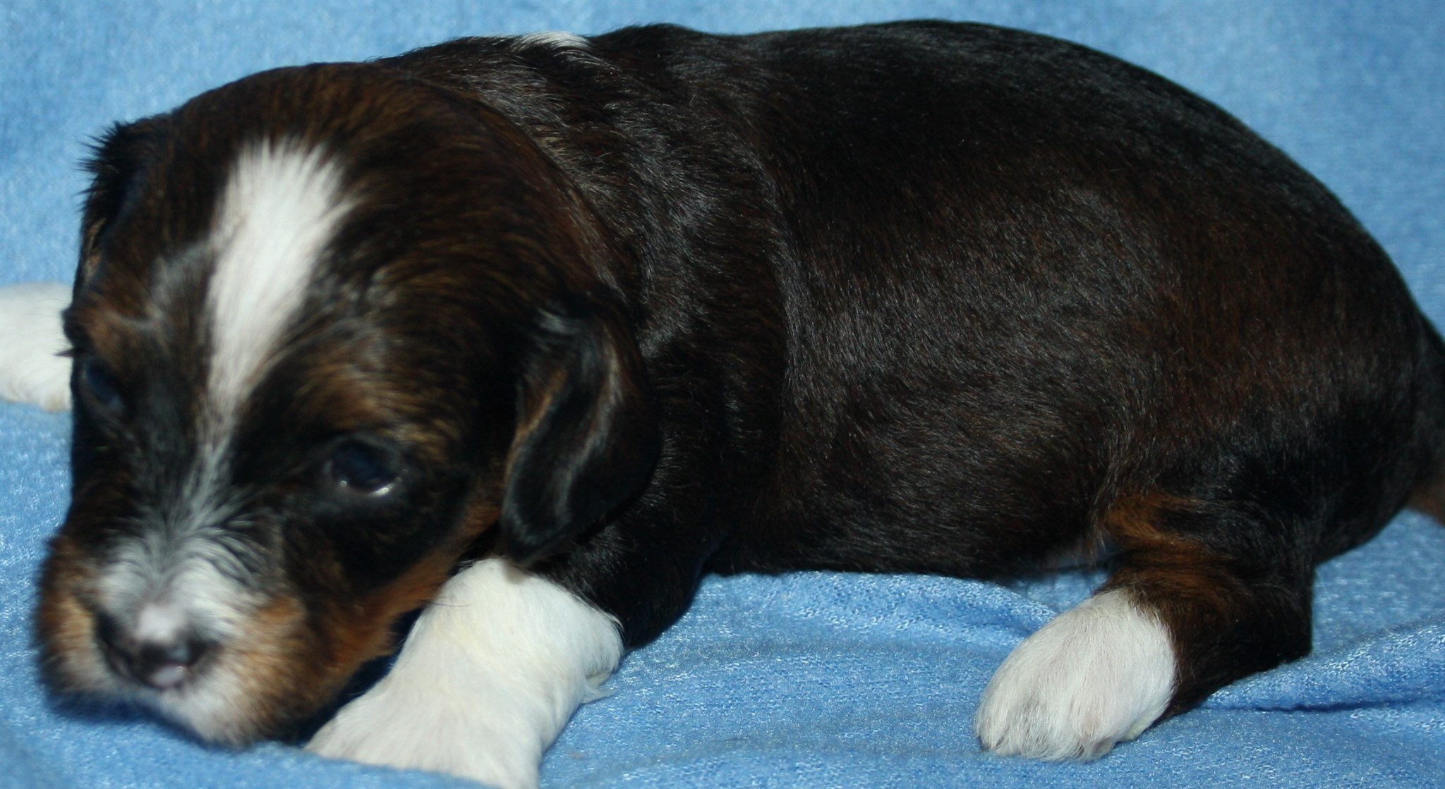 IMG_0009 Hane 1 Arvid 3v Hem.JPG