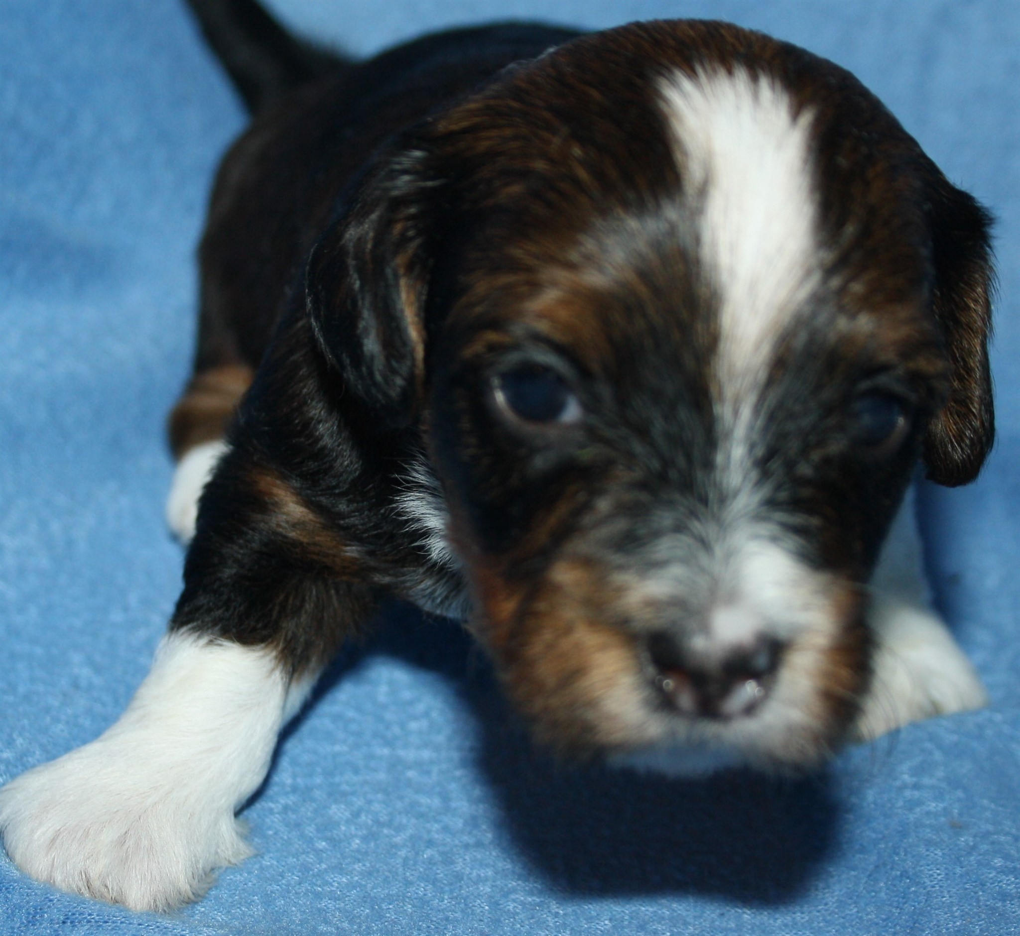 IMG_0011 Hane  1 Arvid 3 v Hem.JPG