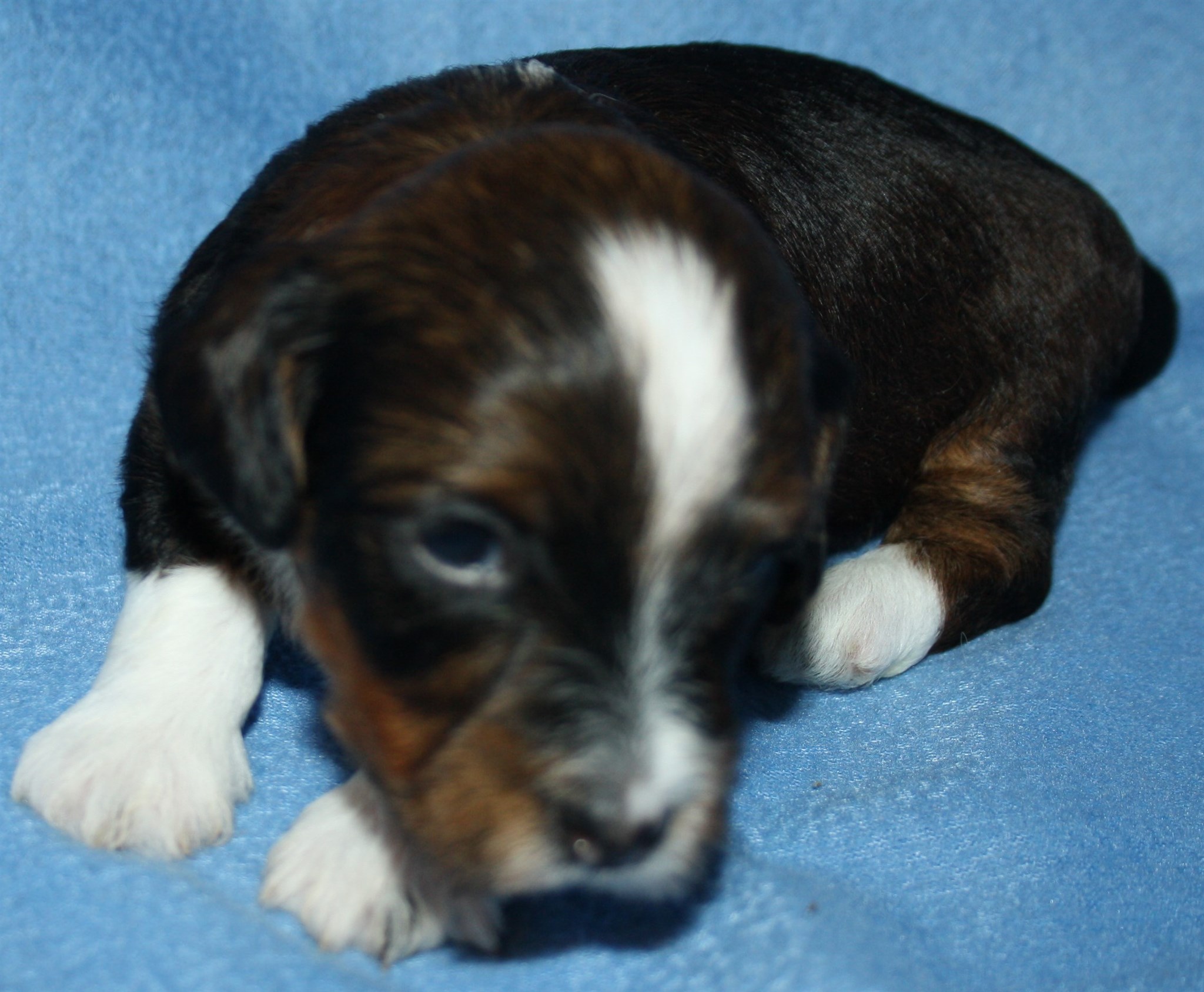 IMG_0013 Hane 1 Arvid  3v.JPG