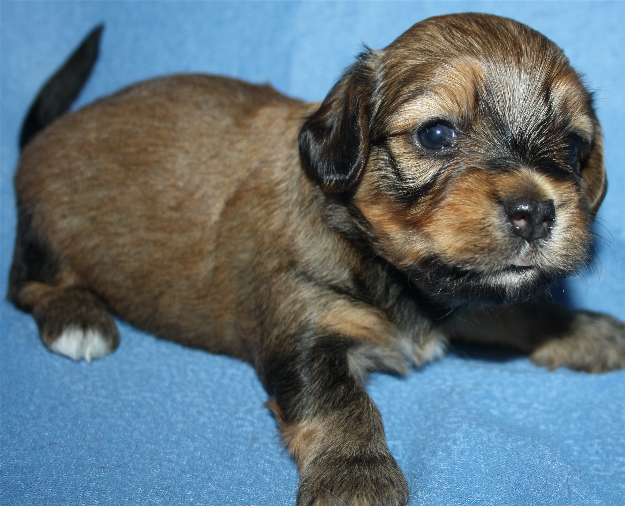 IMG_0015 Hane  2 Anton 3v Hem.JPG