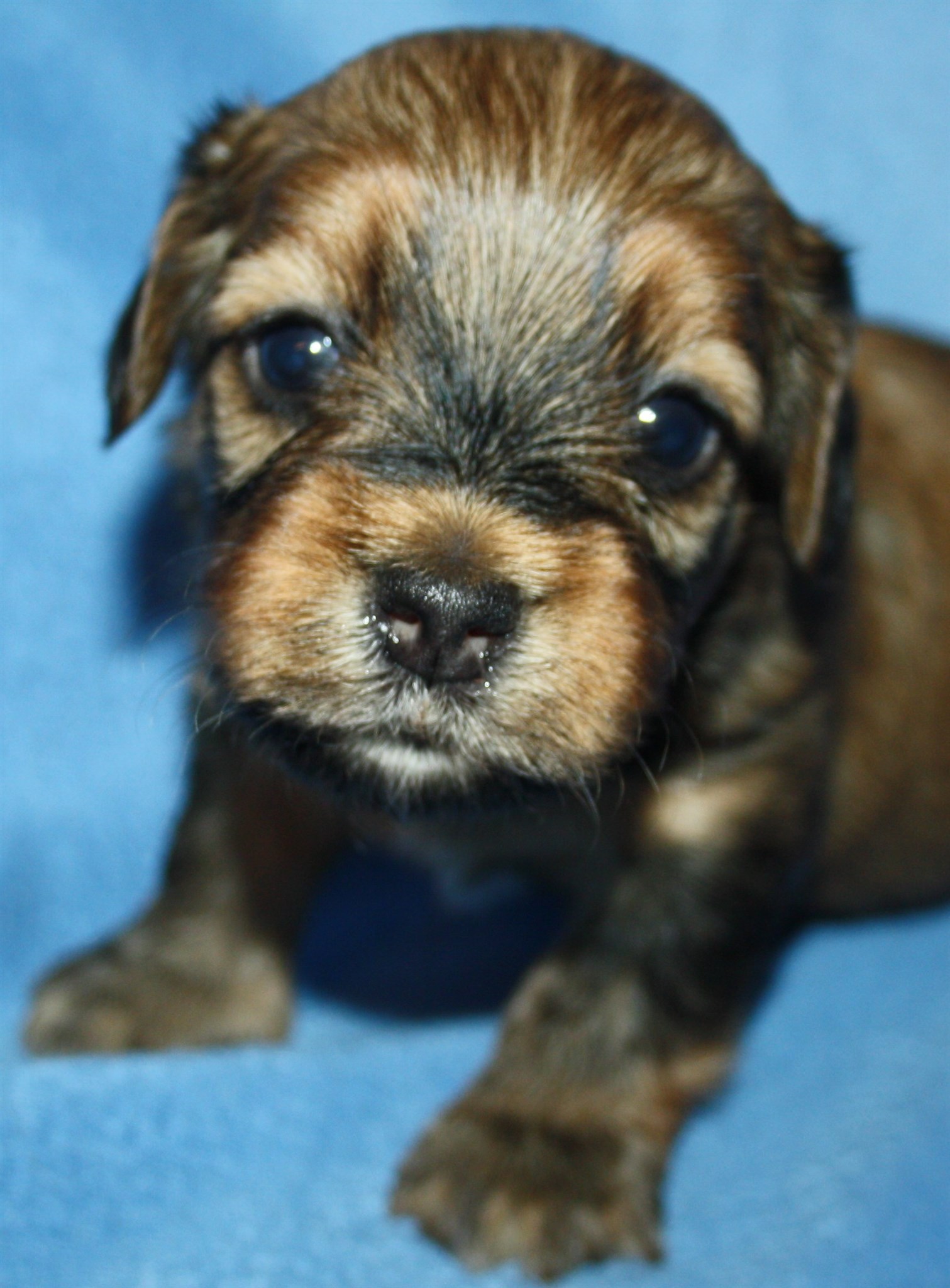 IMG_0018 Hane 2 Anton 3 v Hem.JPG