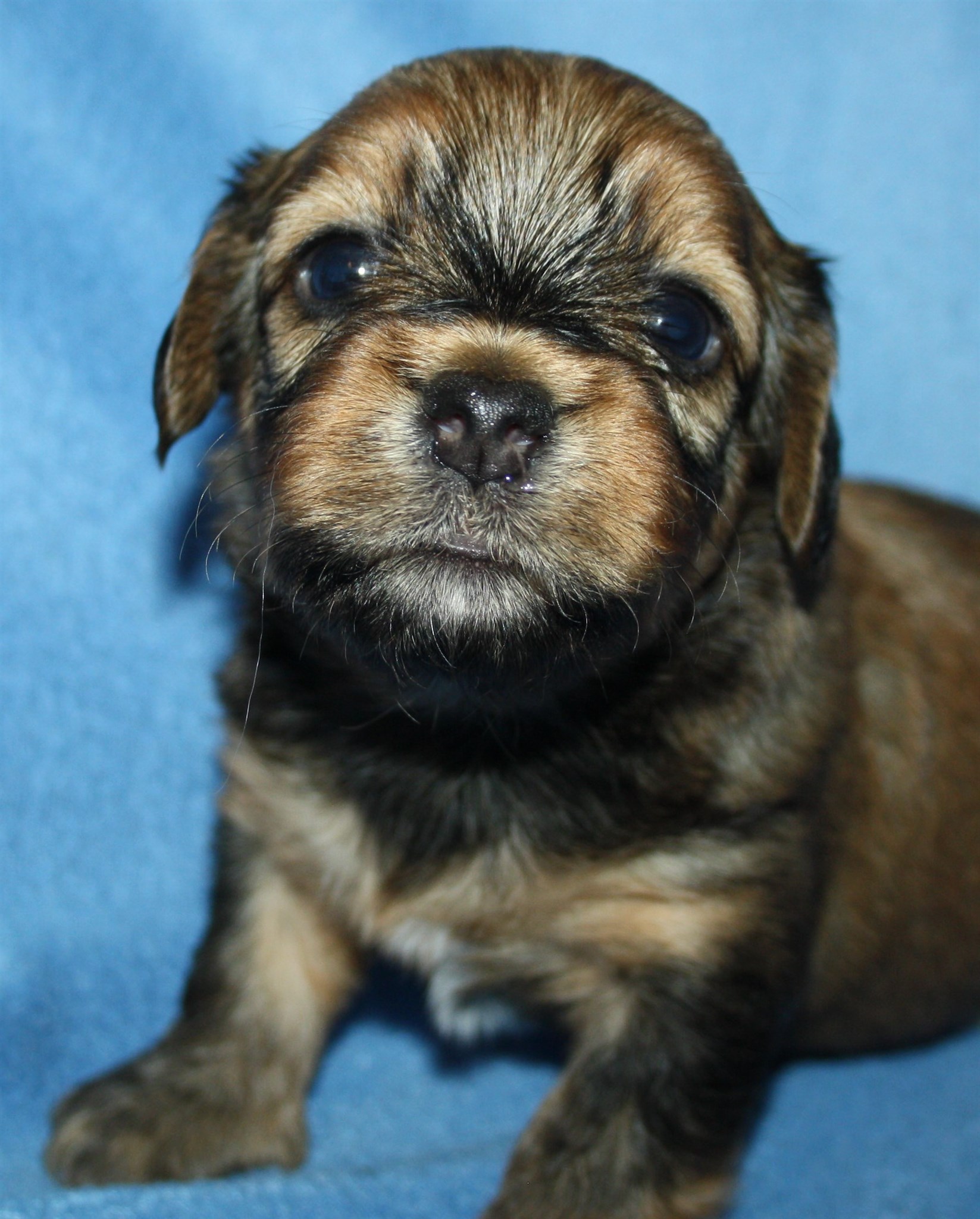 IMG_0019 Hane 2 Anton 3 v  Hem.JPG