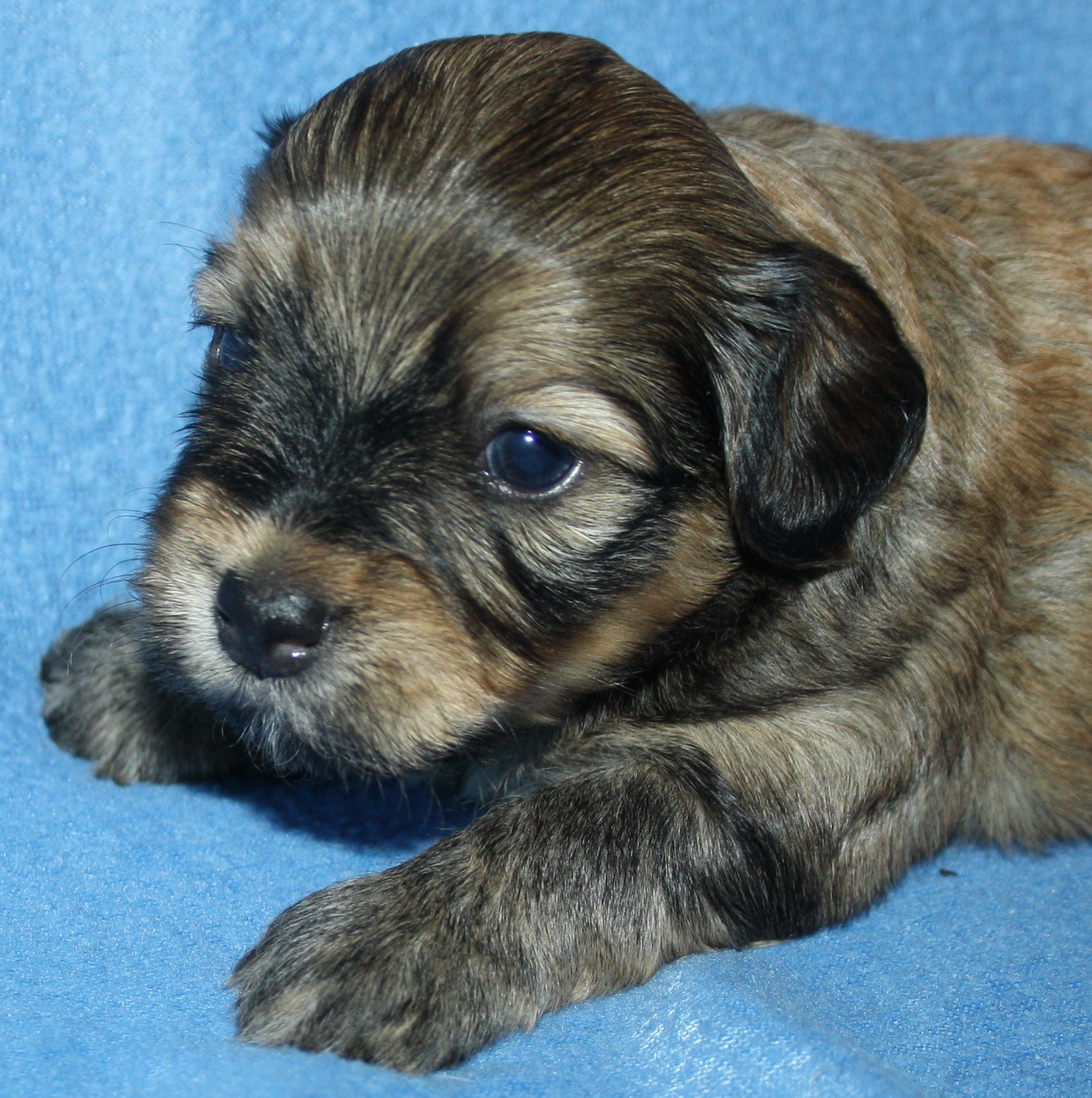 IMG_0029 Hane 3 Albin 3v Hem.JPG