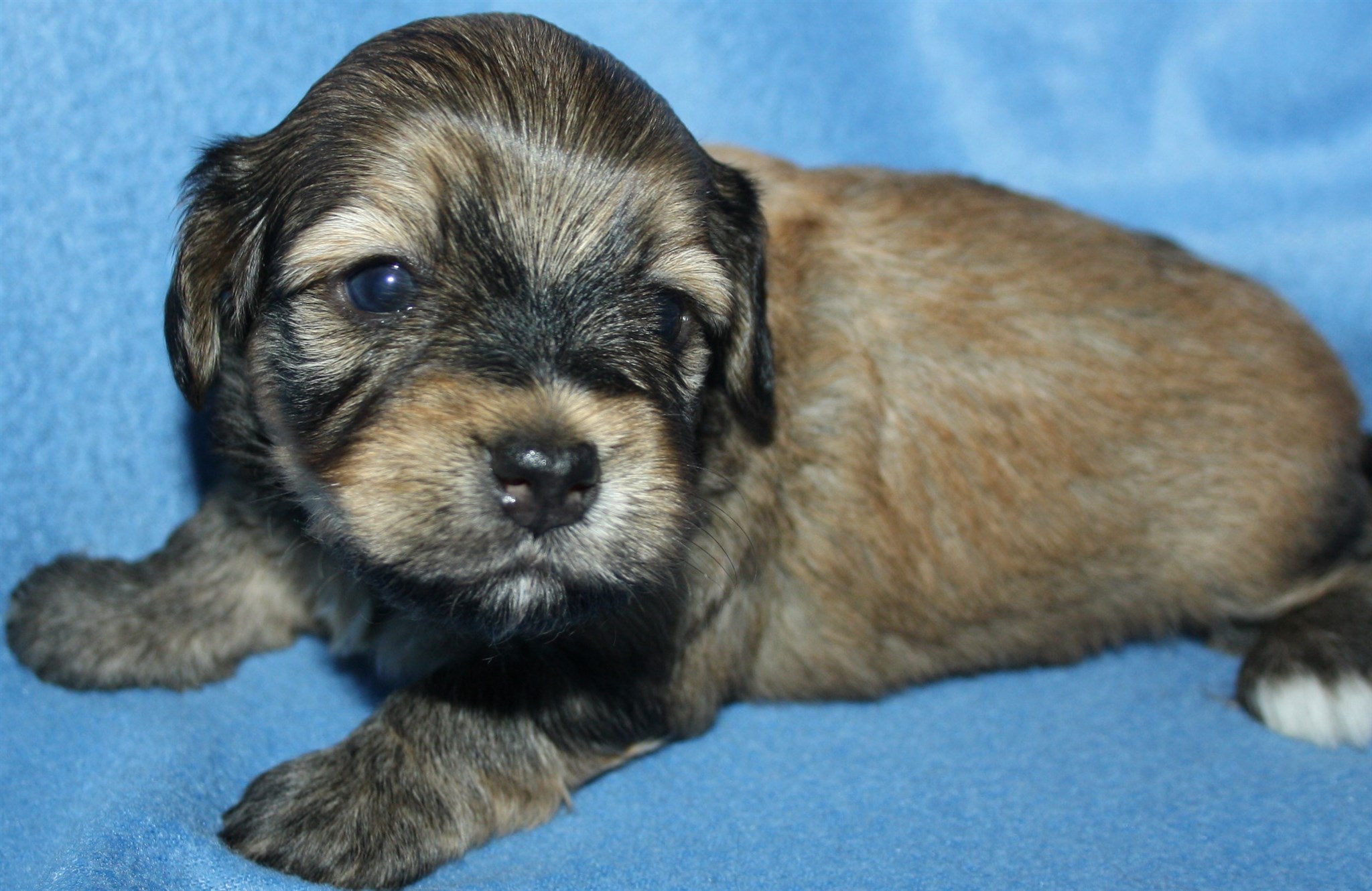 IMG_0033 Hane 3 Albin 3v Hem.JPG