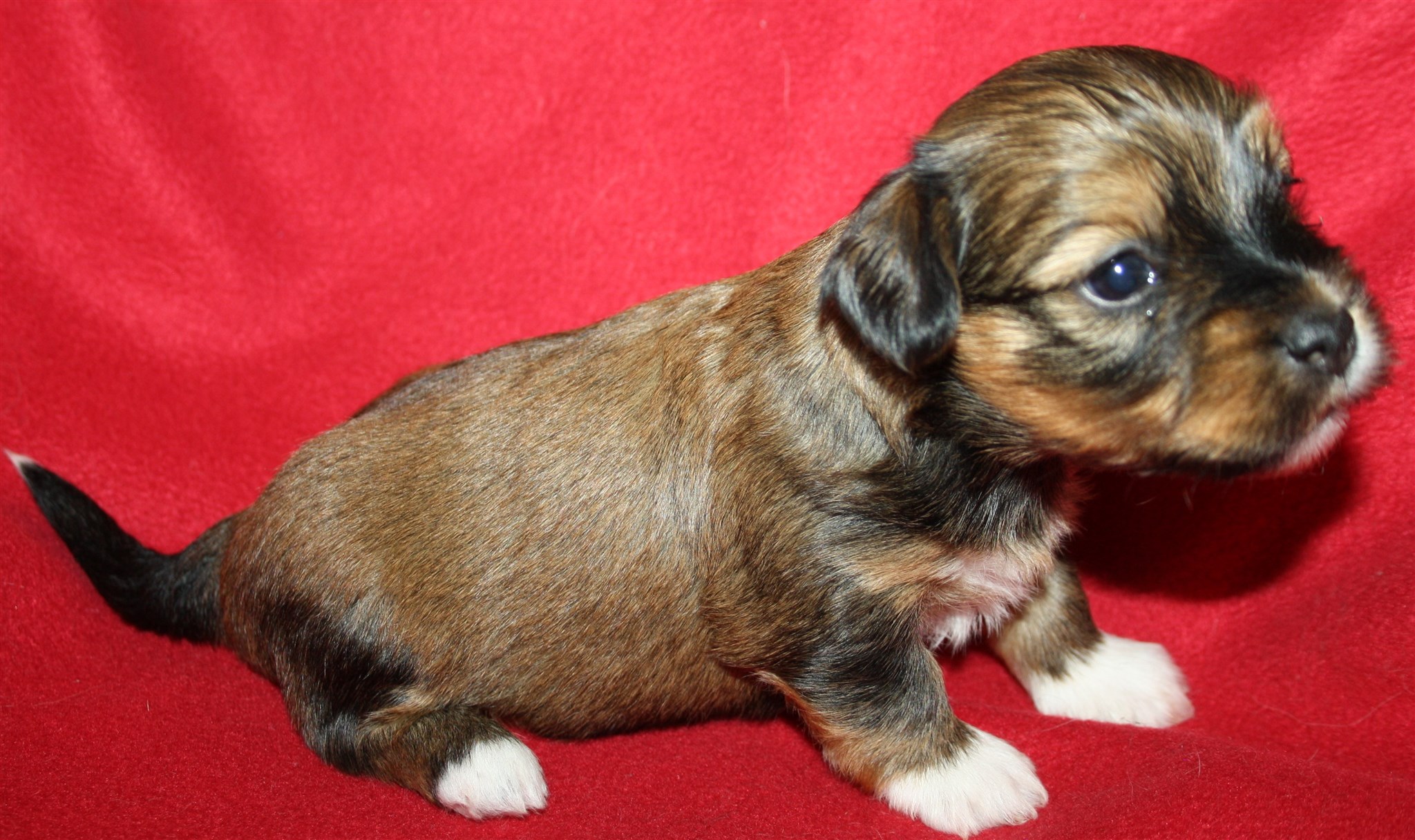 IMG_0034 Tik 1 Alicia 3v Hem.JPG