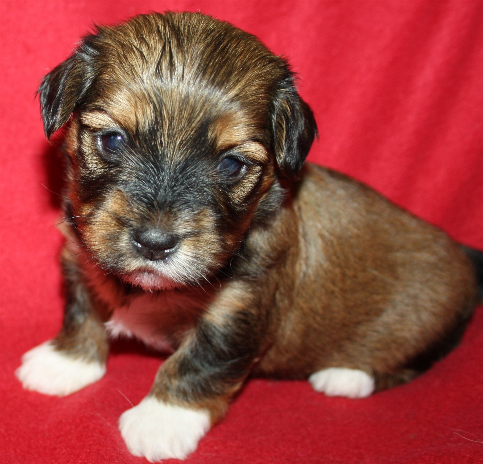 IMG_0040 Tik 1 Alicia 3v Hem.JPG