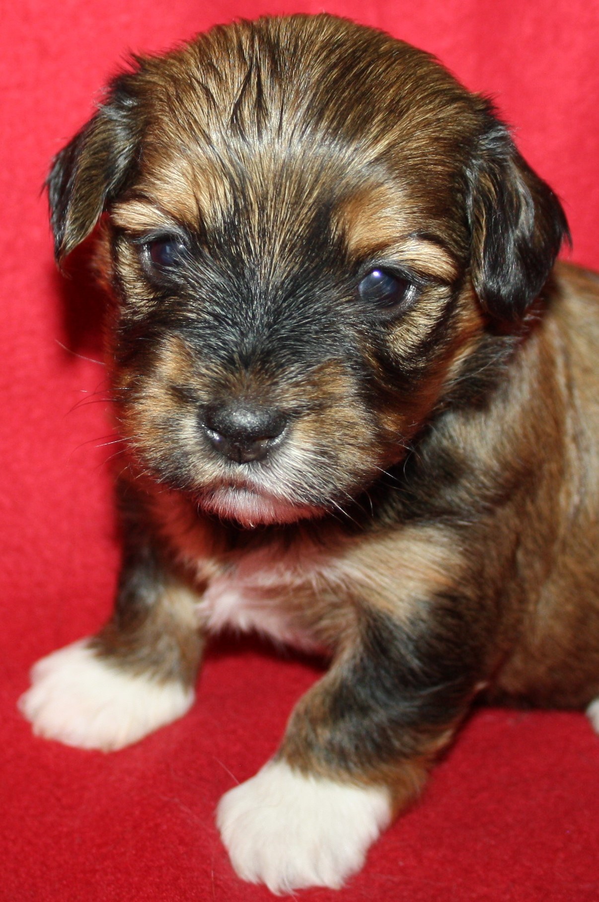 IMG_0041 Tik 1 Alicia 3v Hem.JPG