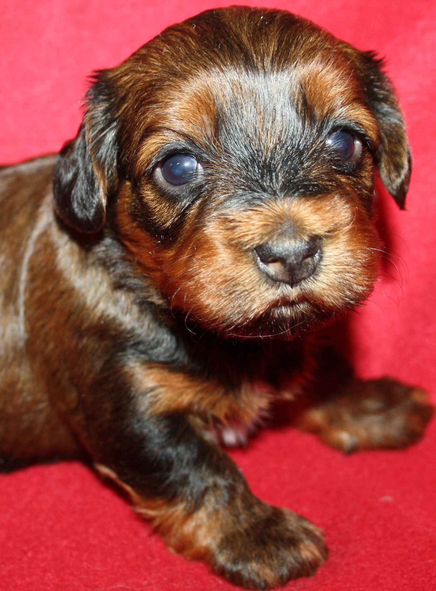 IMG_0044 Tik 2 Astrid 3v Hem.JPG