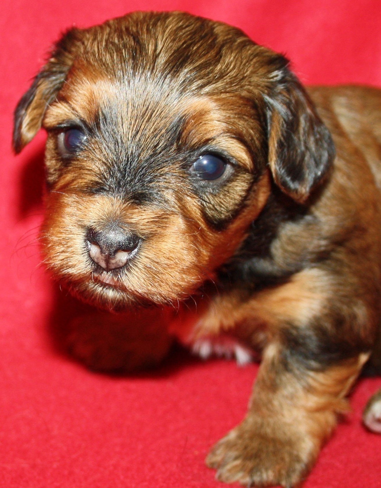 IMG_0055 Tik 3 Anna v hem.JPG