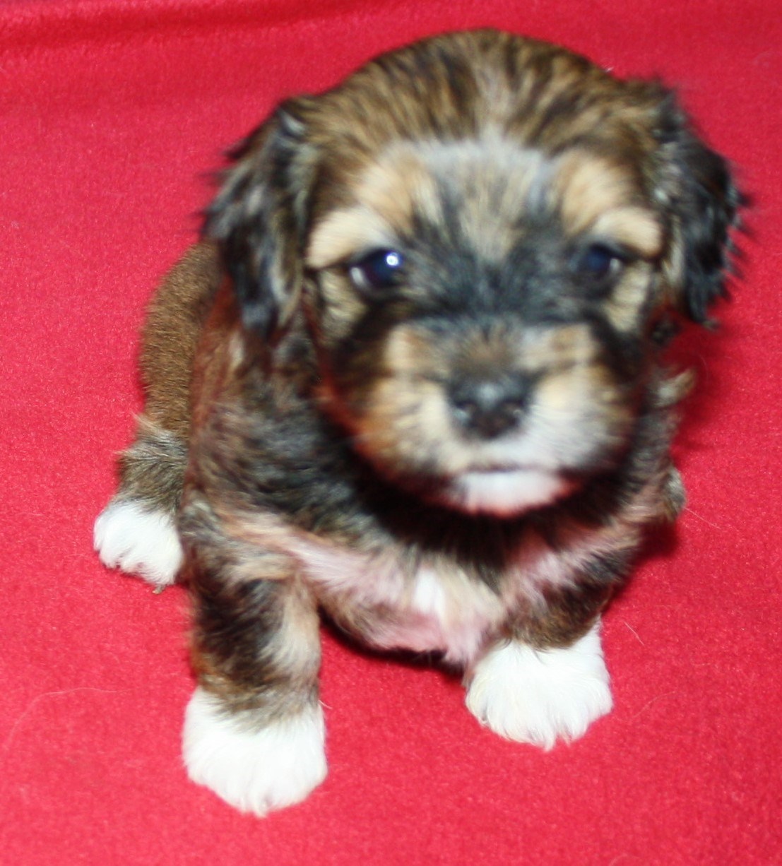 IMG_0064 Tik 1 Alicia 4v hem.JPG