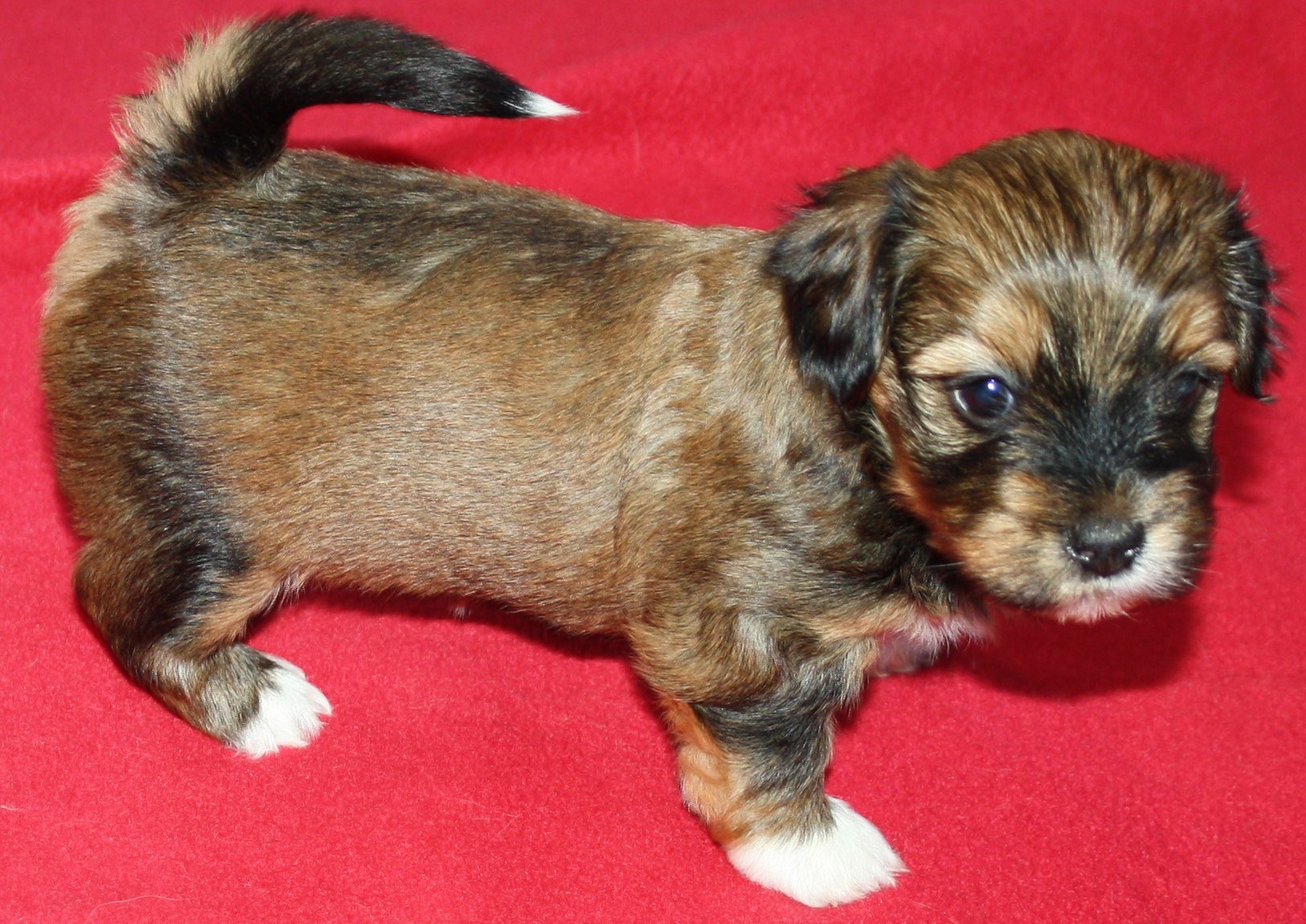 IMG_0065 Tik 1 Alicia 4v hem.JPG