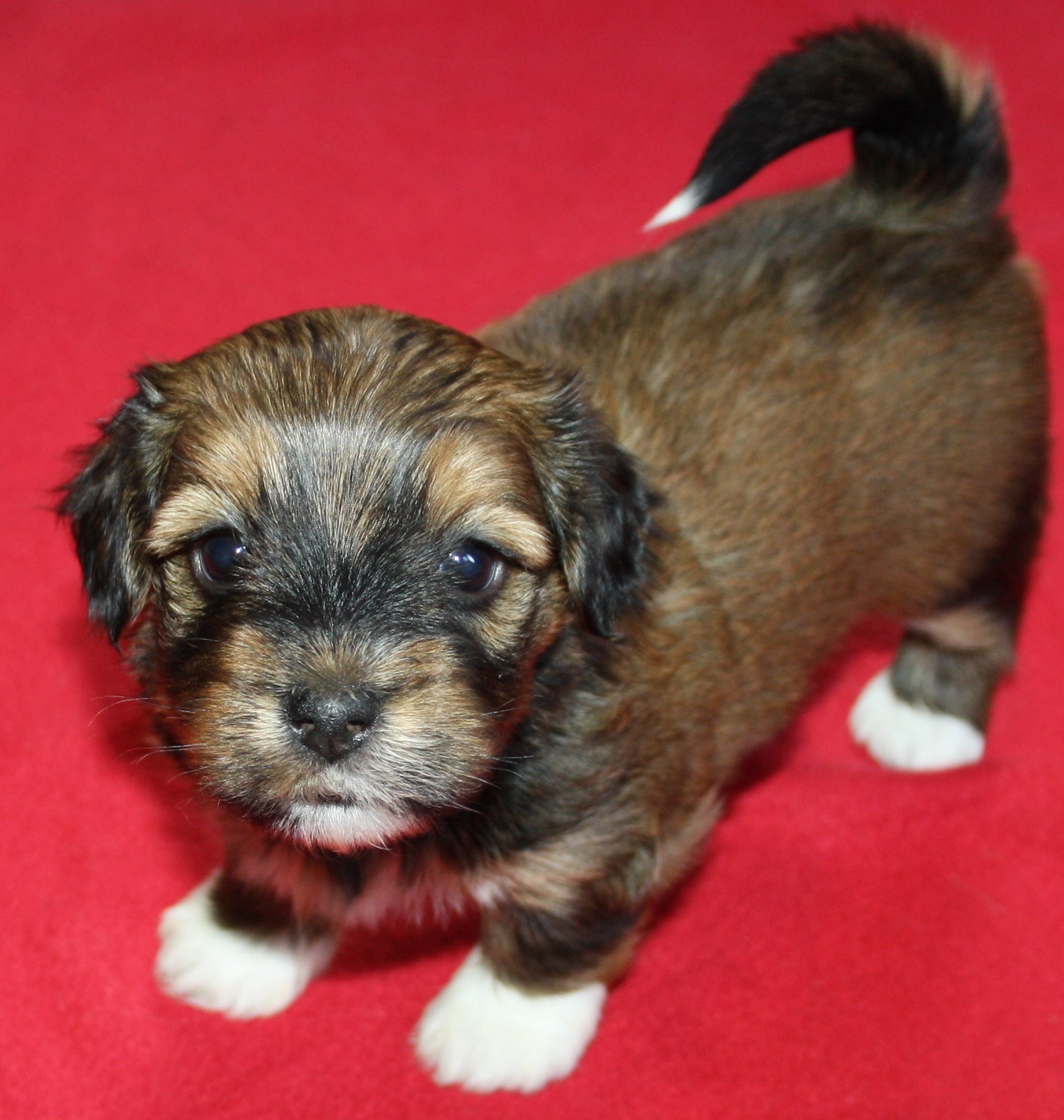 IMG_0067 Tik 1 Alicia 4v hem.JPG