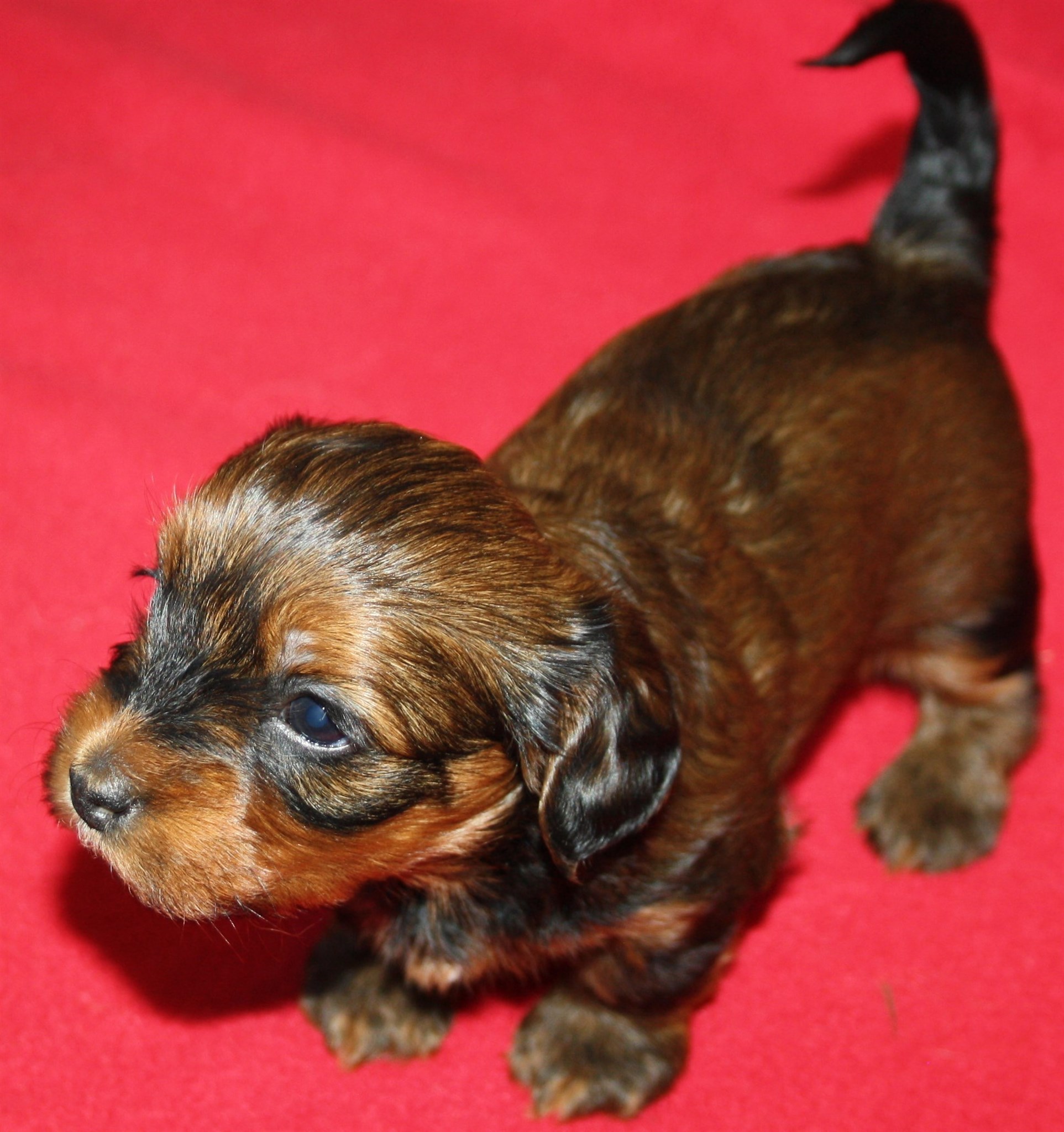 IMG_0071 Tik 2 Astrid 4v hem.JPG