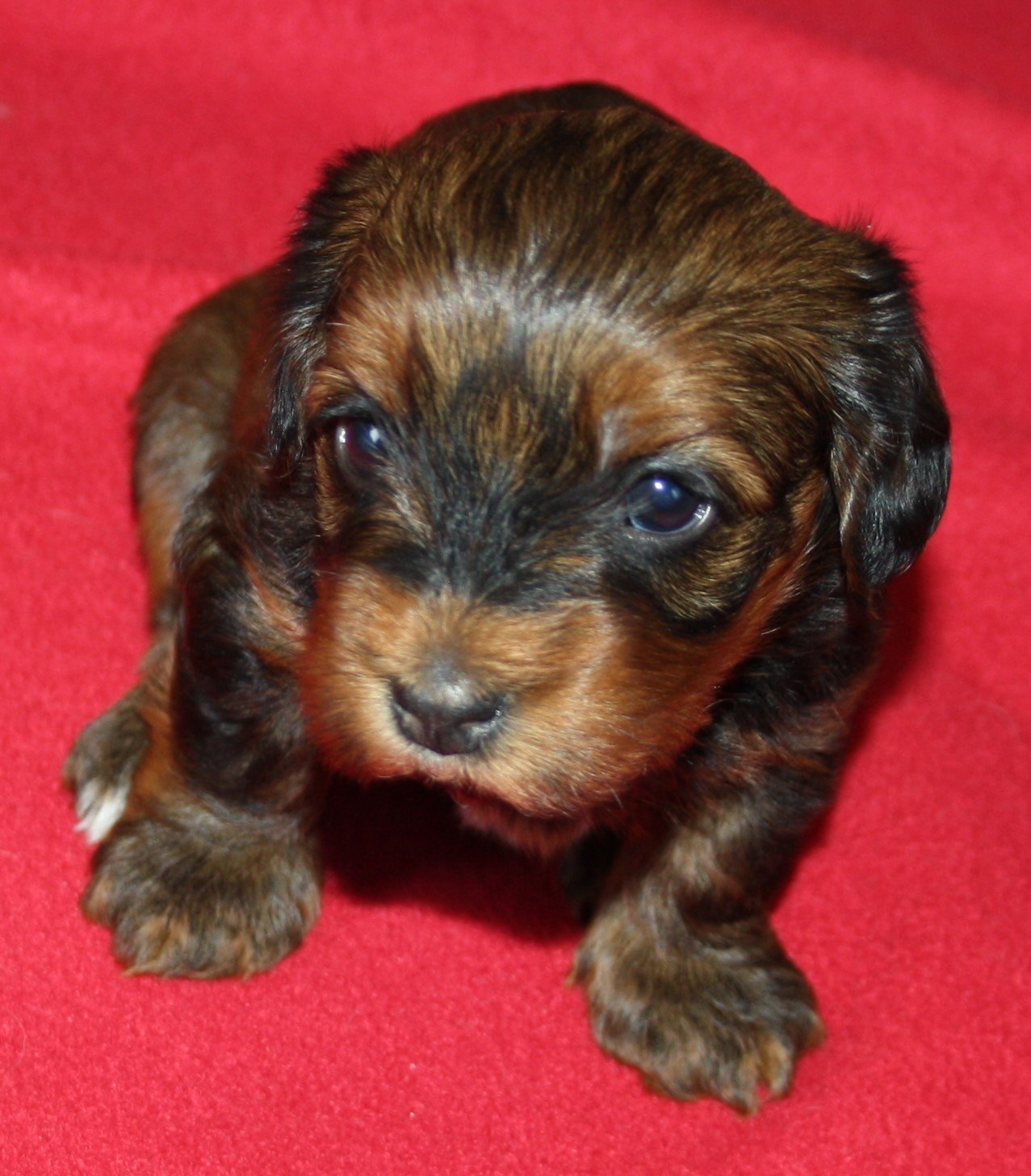 IMG_0079 Tik 2 Astrid 4v hem.JPG