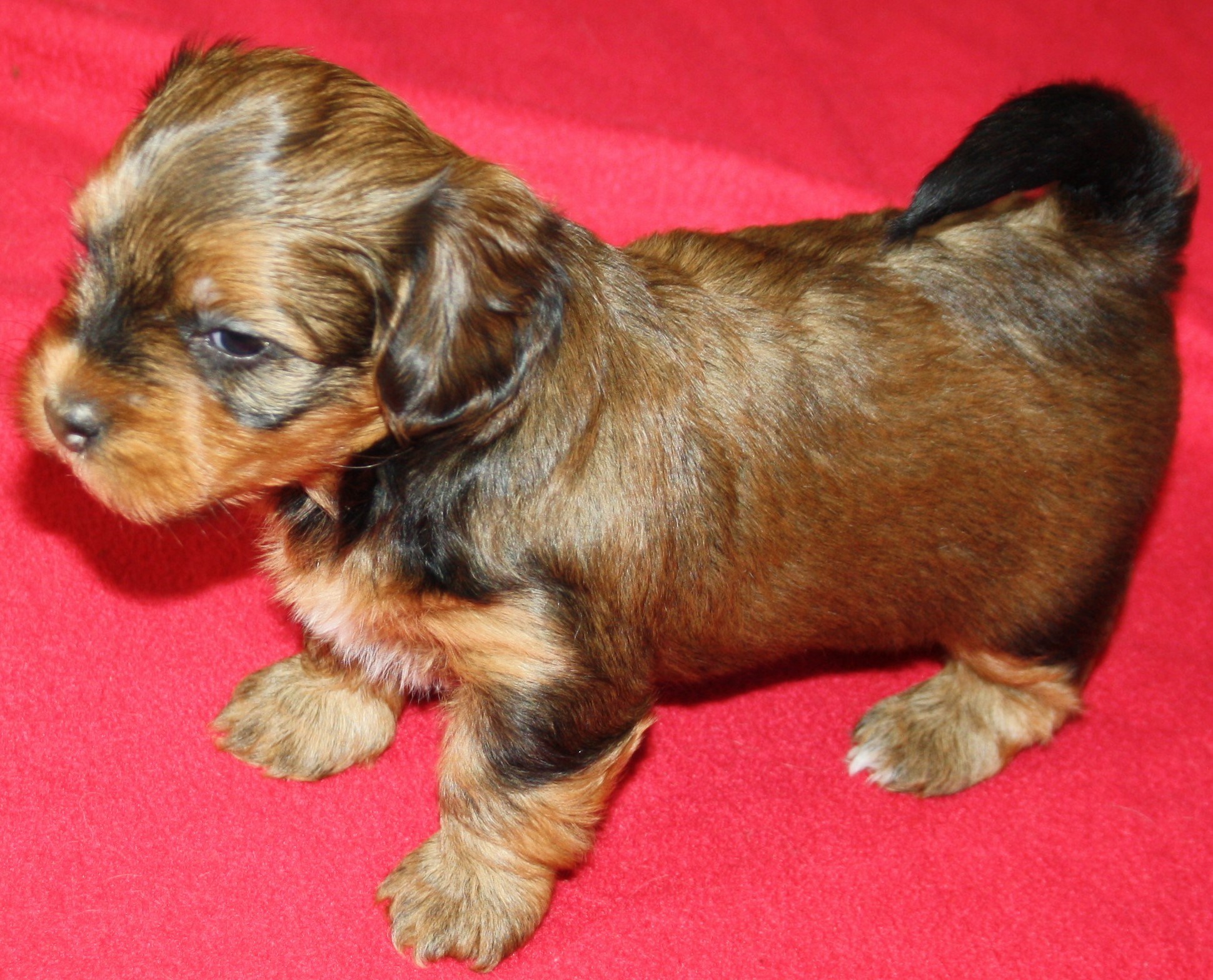 IMG_0085 Tik 3 Anna 4v hem.JPG