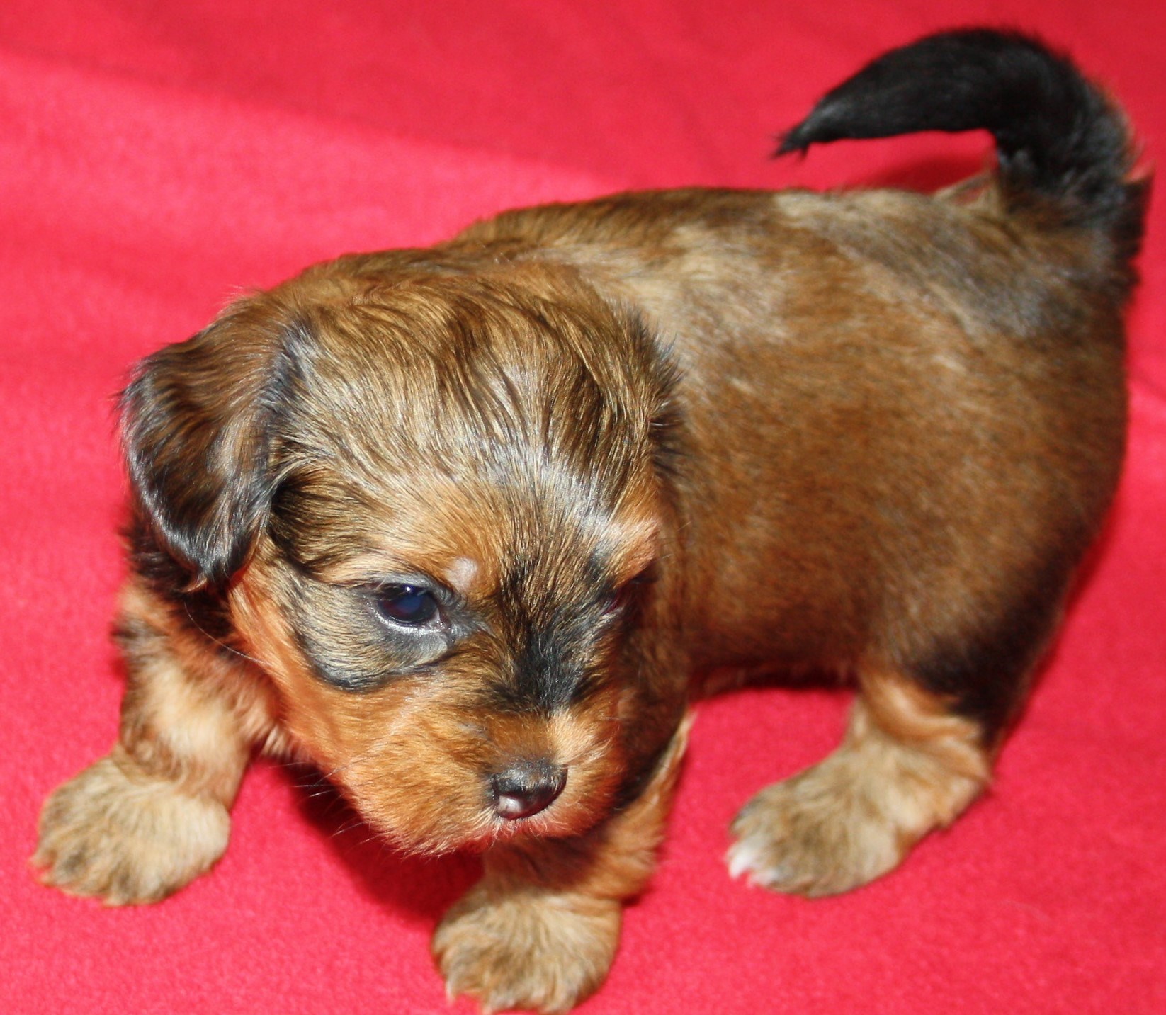 IMG_0086 Tik 3 Anna 4v hem.JPG