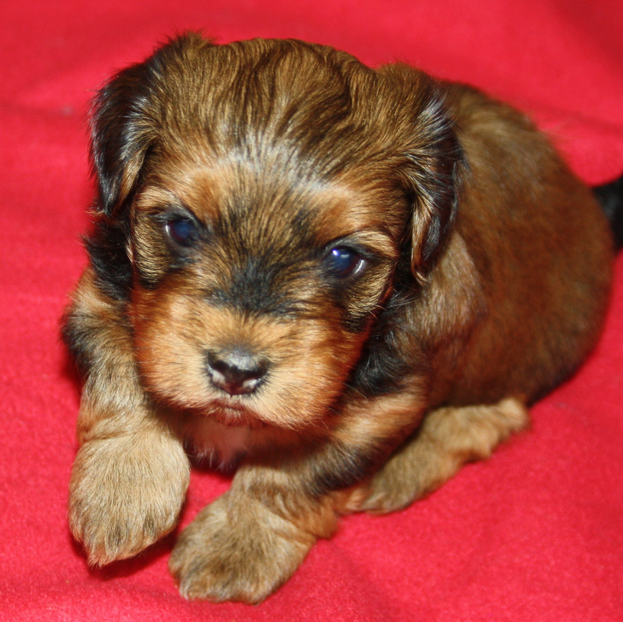 IMG_0090 Tik 3 Anna 4v hem.JPG