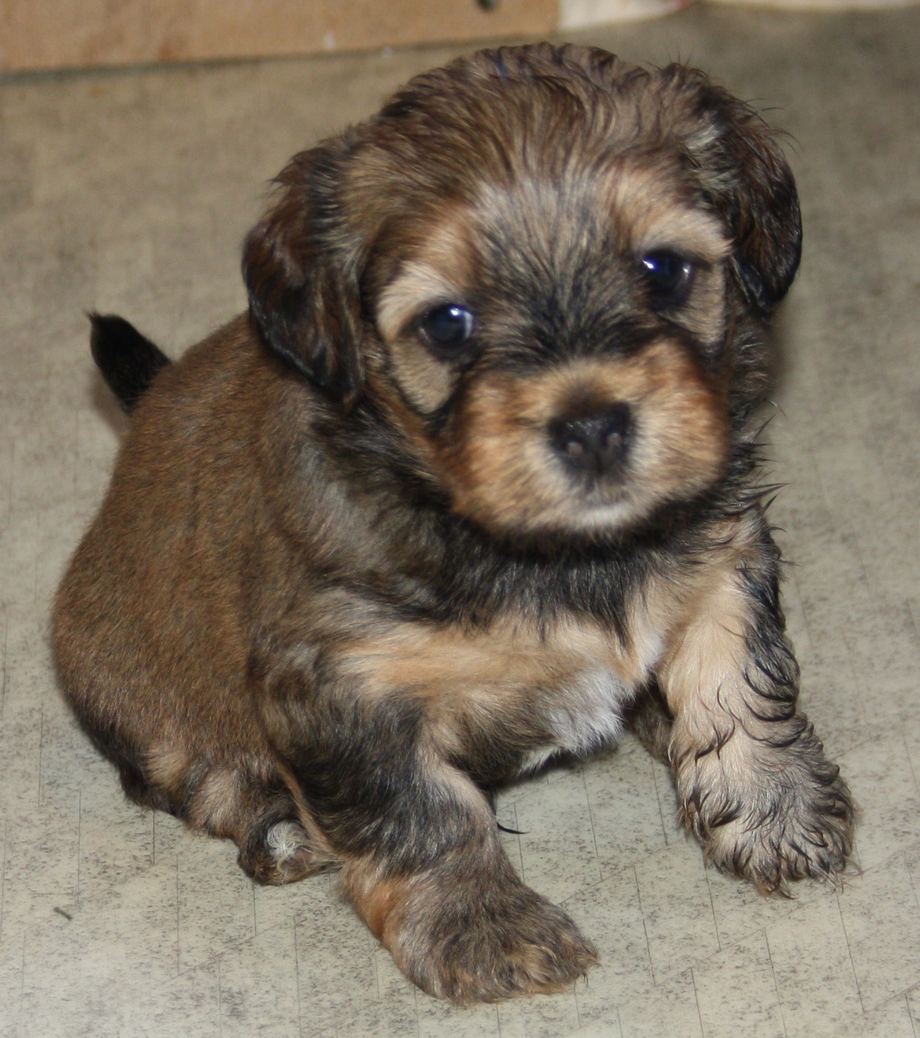 IMG_0097 Hane 2 Anton 4v hem.JPG