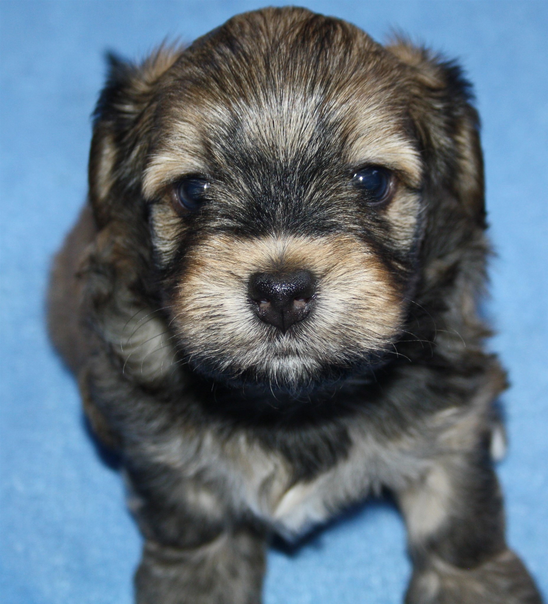 IMG_0100 Hane 3 Albin 4v hem.JPG