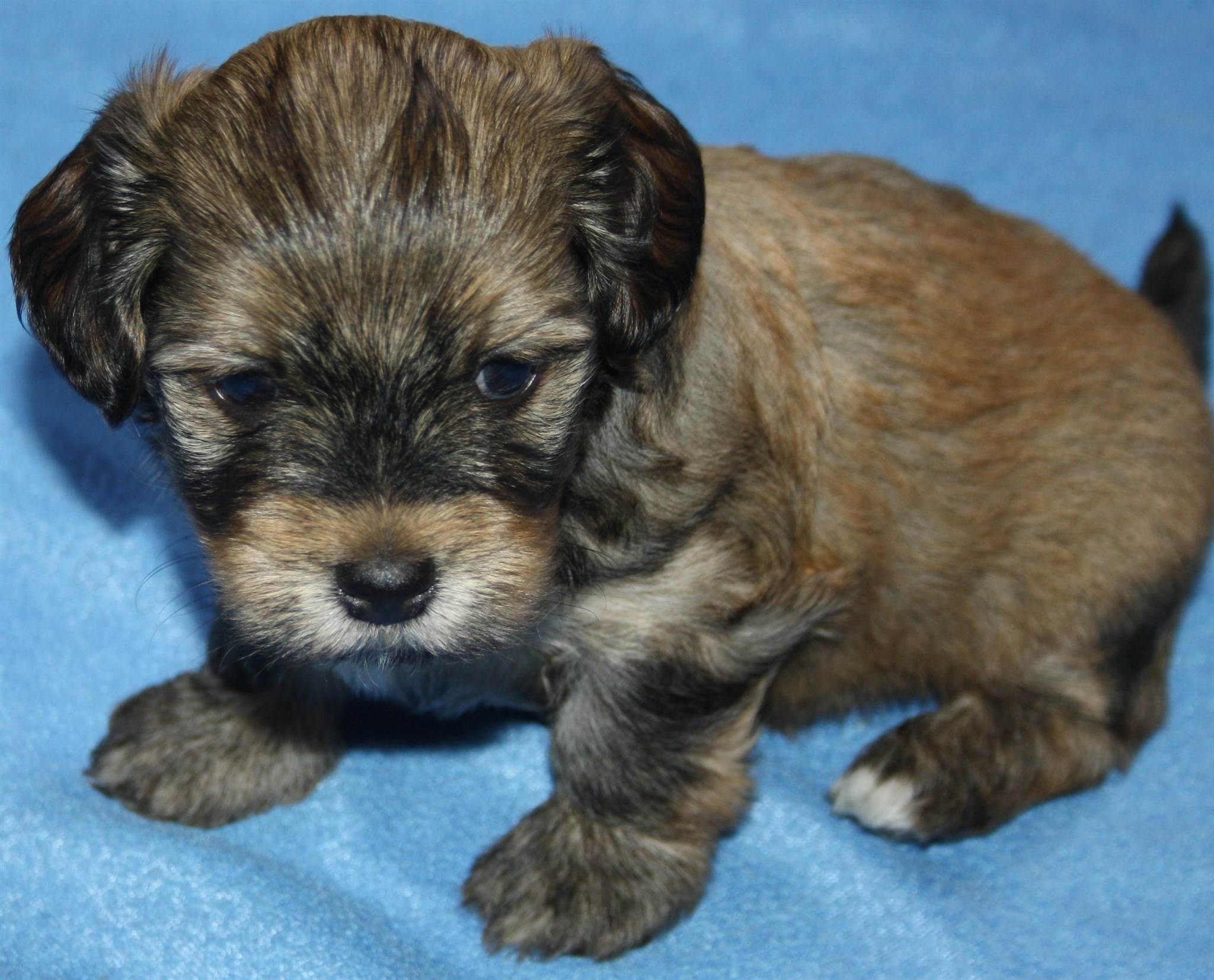 IMG_0102Hane 3 Albin 4v hem.JPG