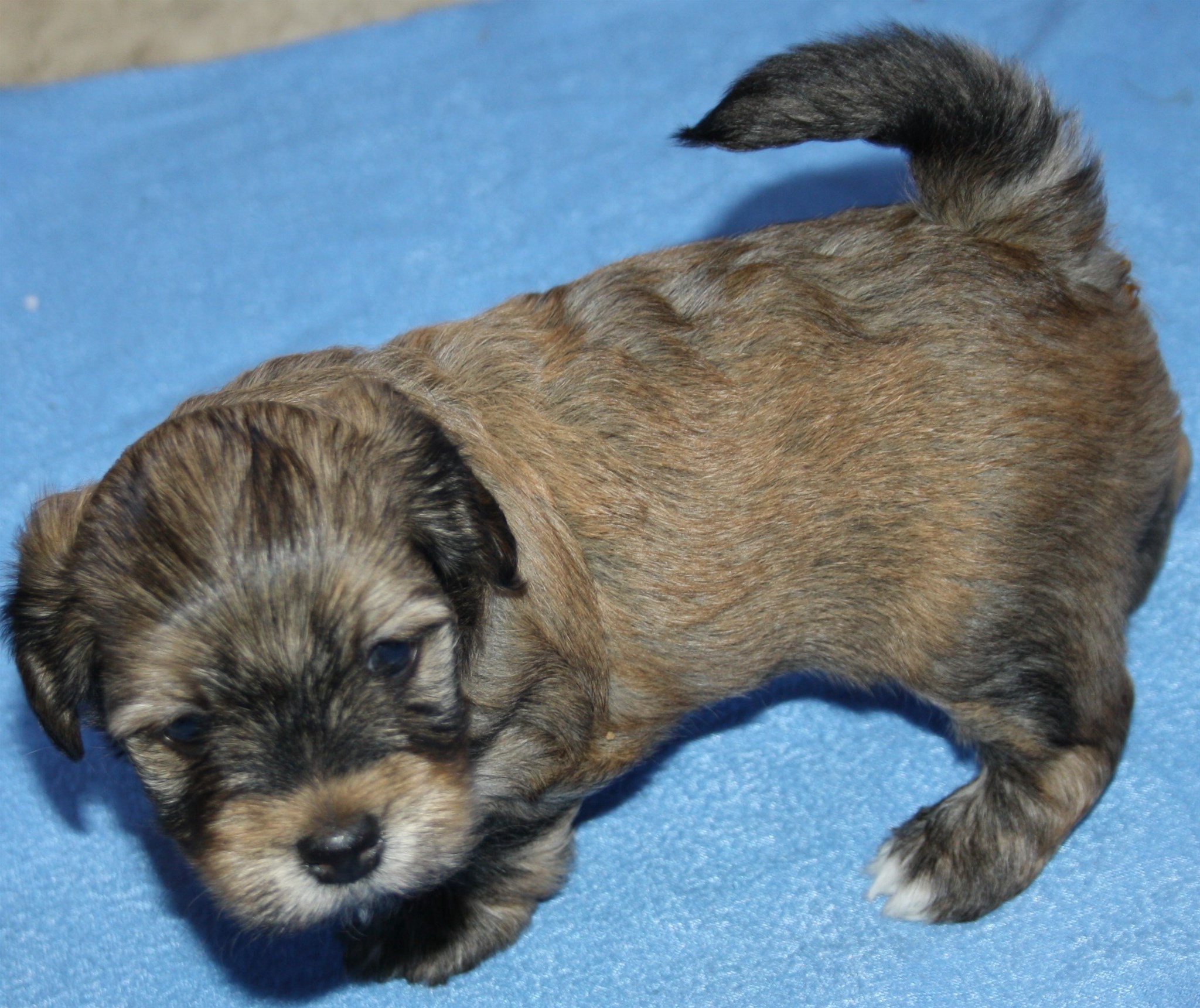 IMG_0103 Hane 3 Albin 4 hem.JPG