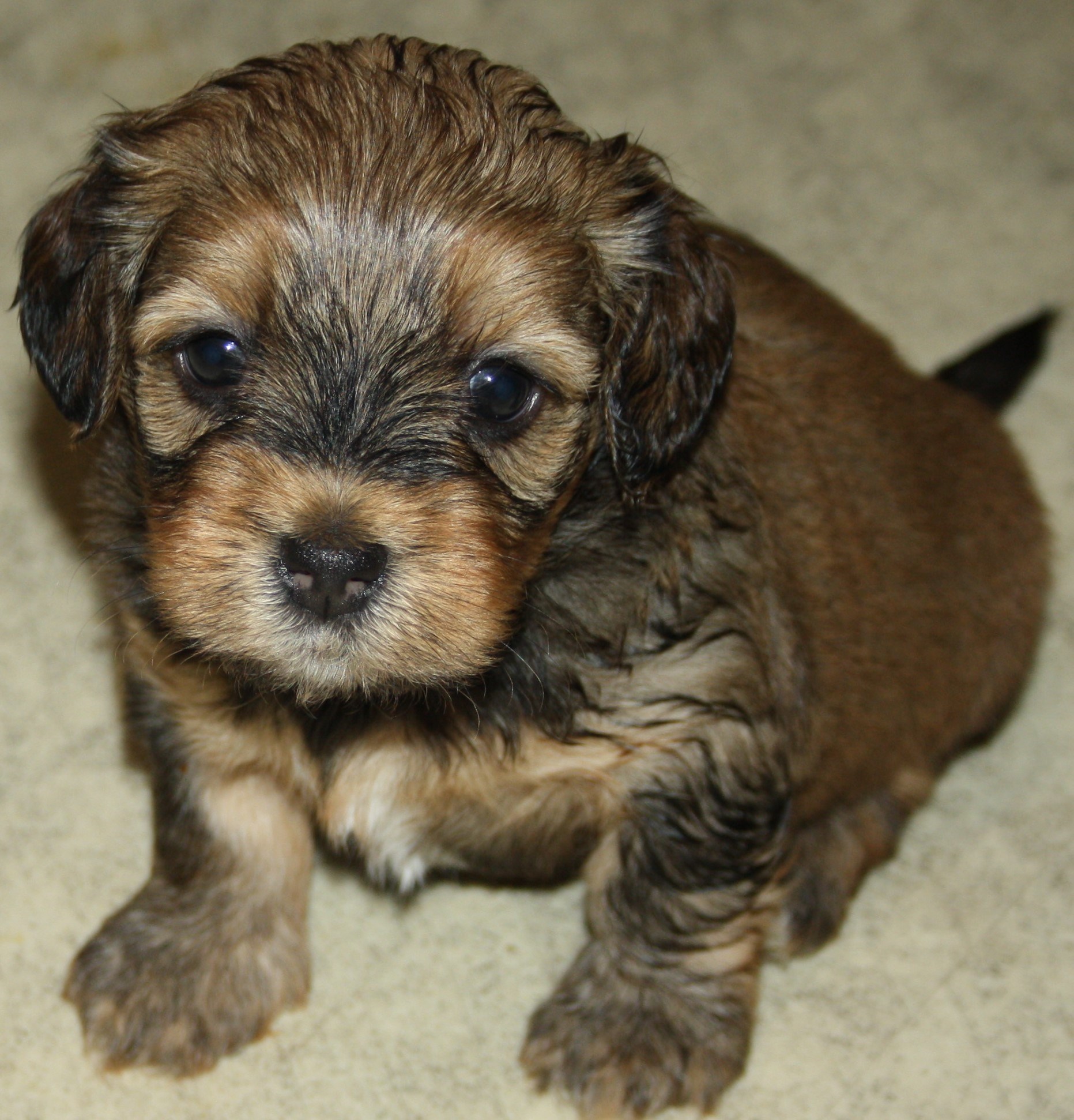 IMG_0112 Hane 2 Anton 4v hem.JPG