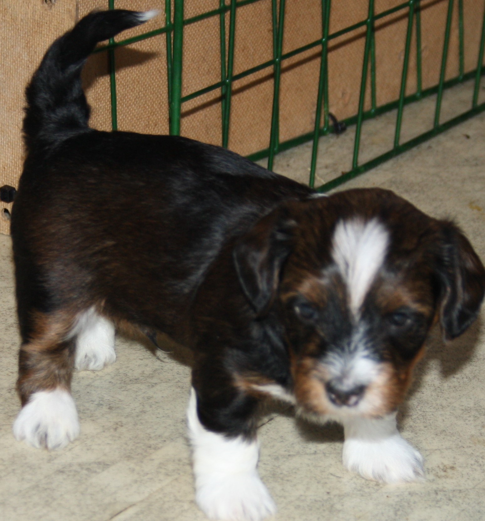 IMG_0127 Hane 1 Arvid 4 v hem.JPG