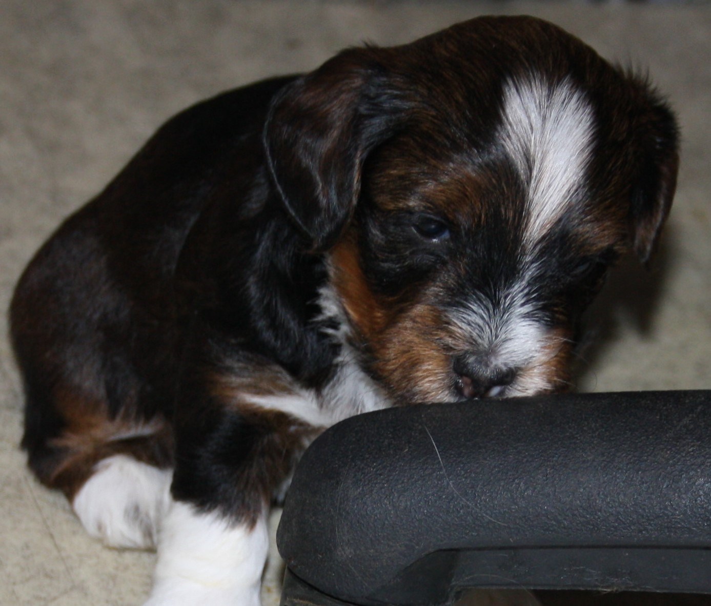 IMG_0129 Hane 1 Arvid 4v hem.JPG