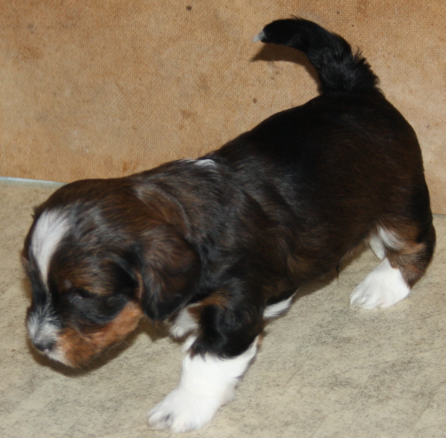 IMG_0132 Hane 1 Arvid 4v hem.JPG