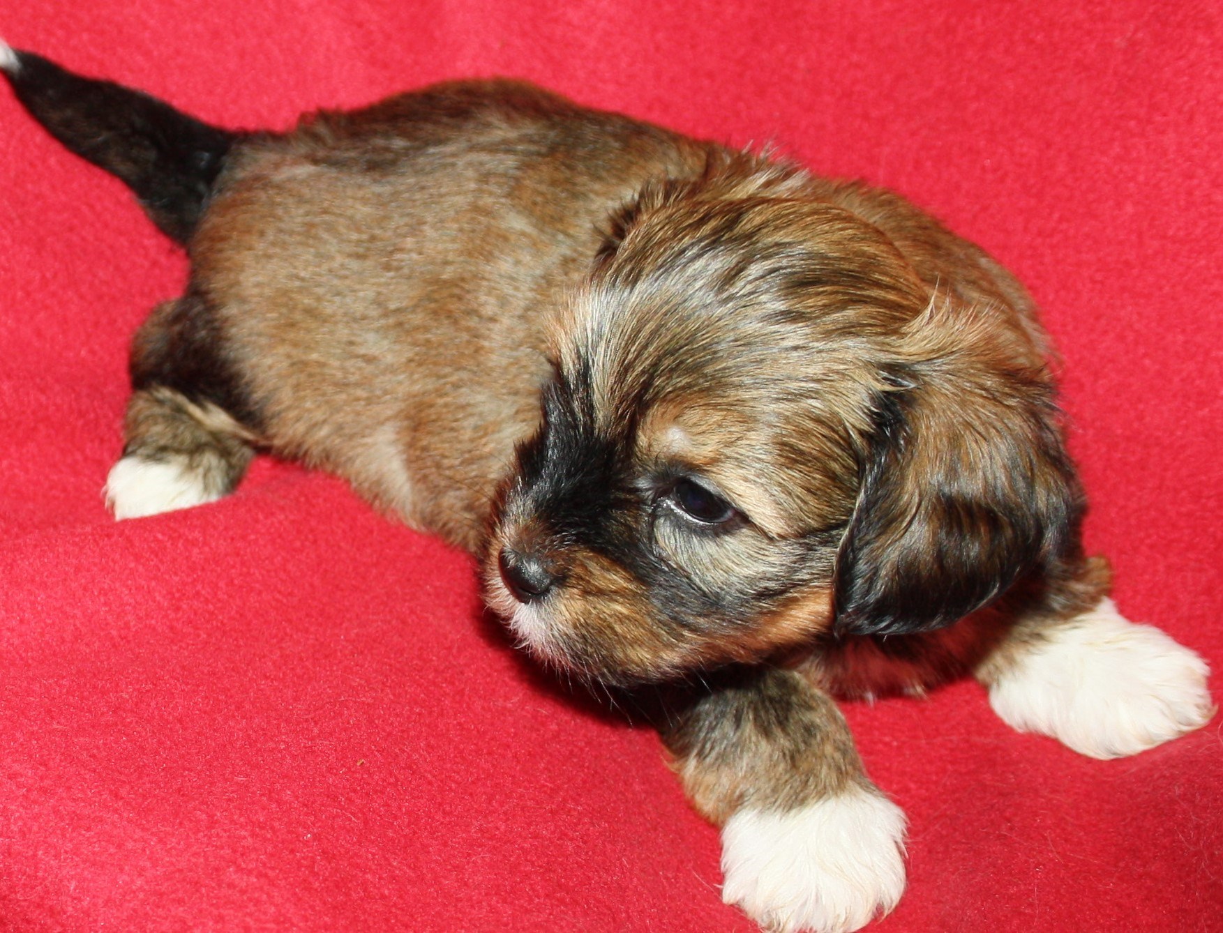 IMG_0153 Tik 1 Alicia 5v Hem.JPG