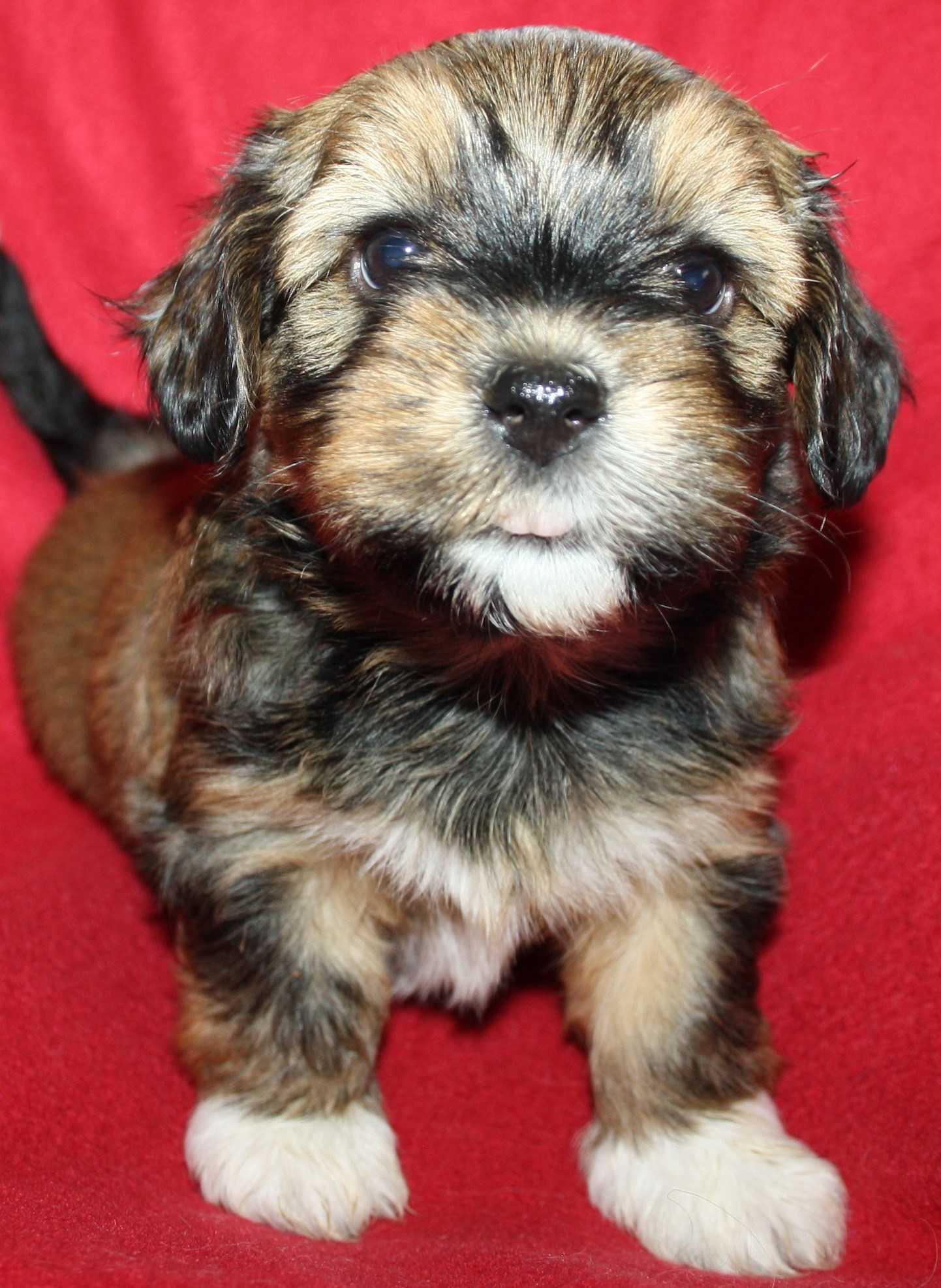 IMG_0154 Tik 1 Alicia 5v hem.JPG