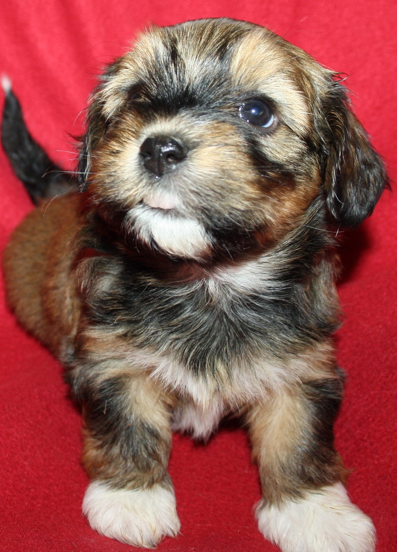 IMG_0156 Tik 1 alicia 5 v hem.JPG