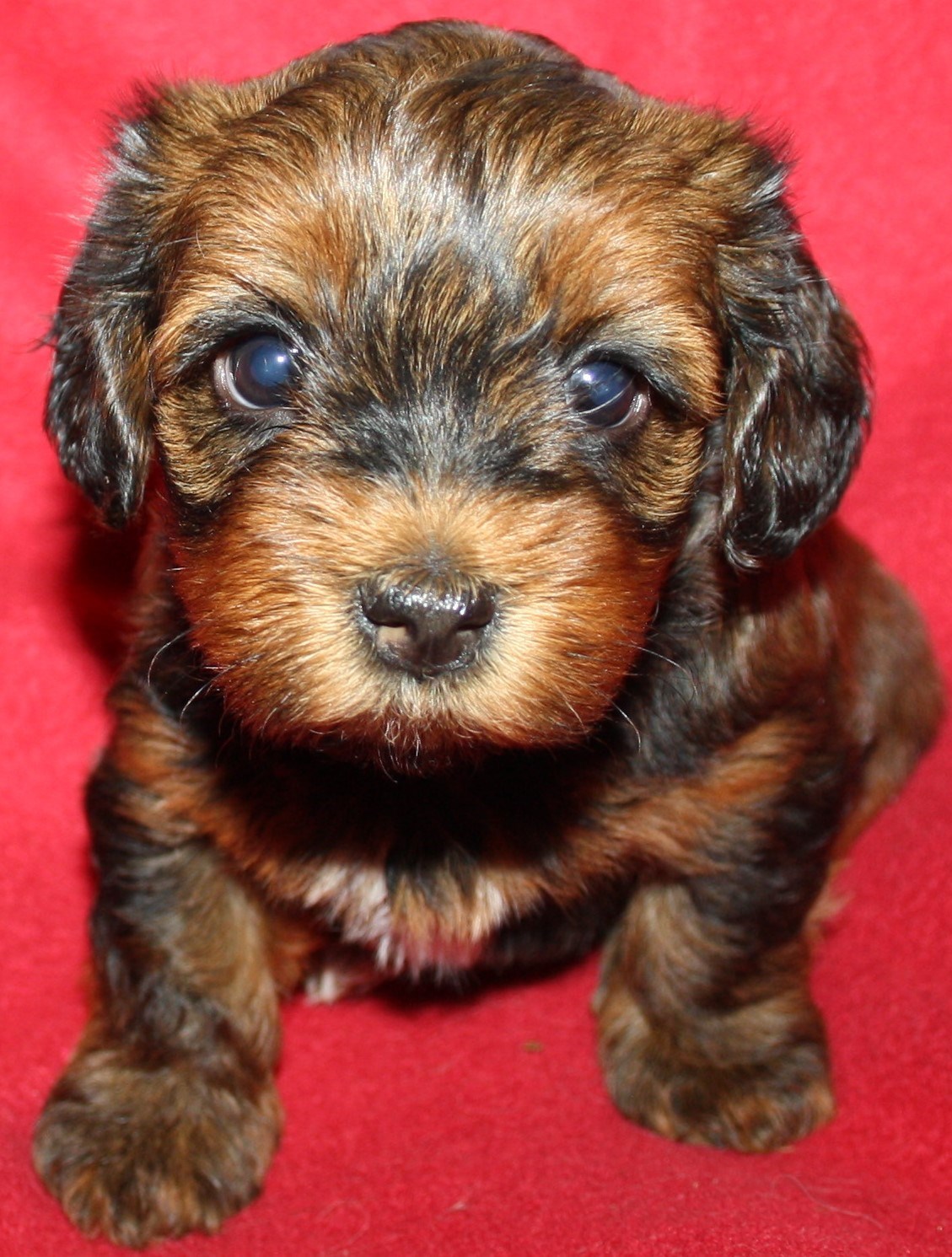 IMG_0159 Tik 2 Astrid 5 v hem.JPG