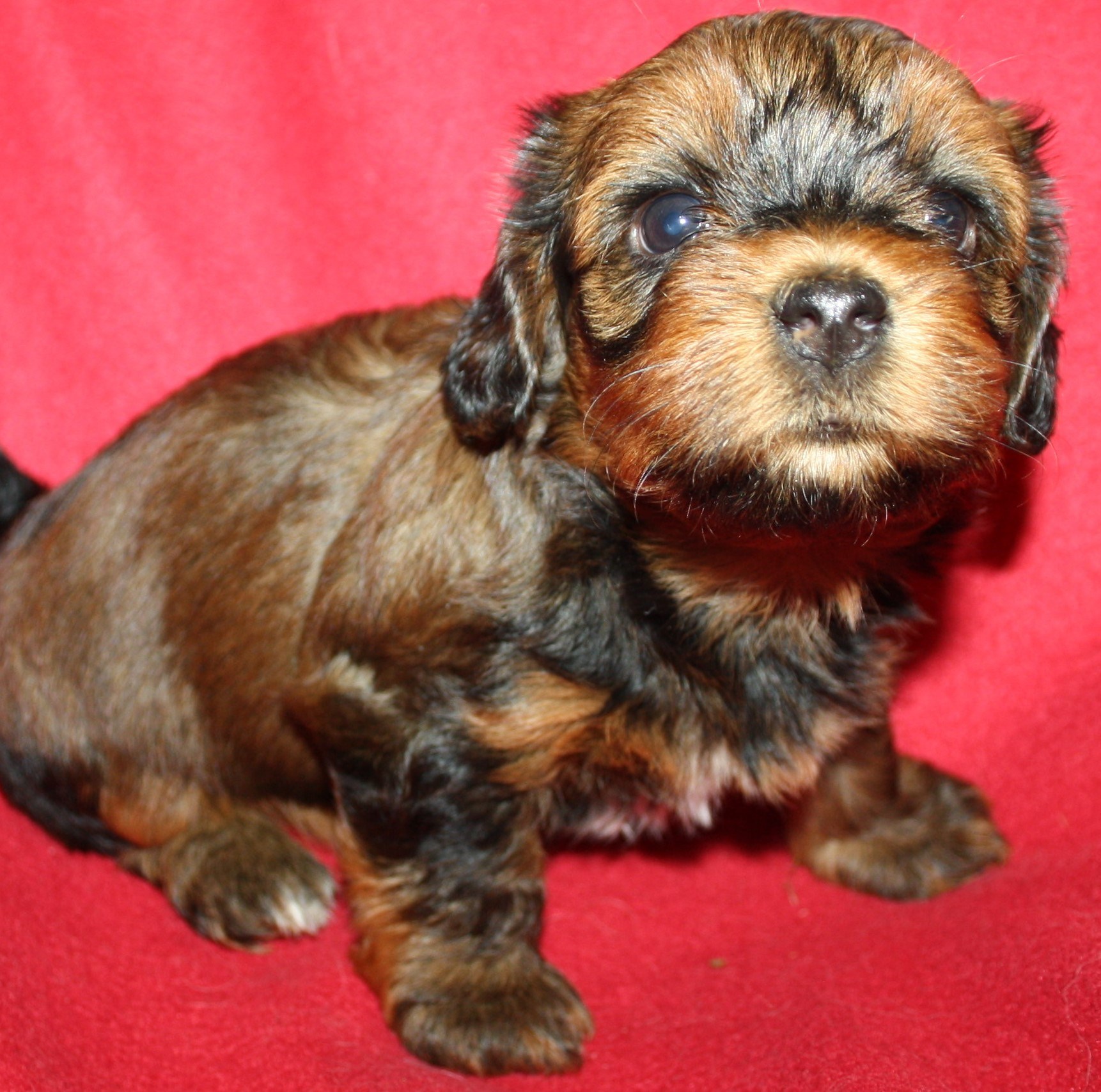 IMG_0163 Tik 2 Astrid 5v hem.JPG