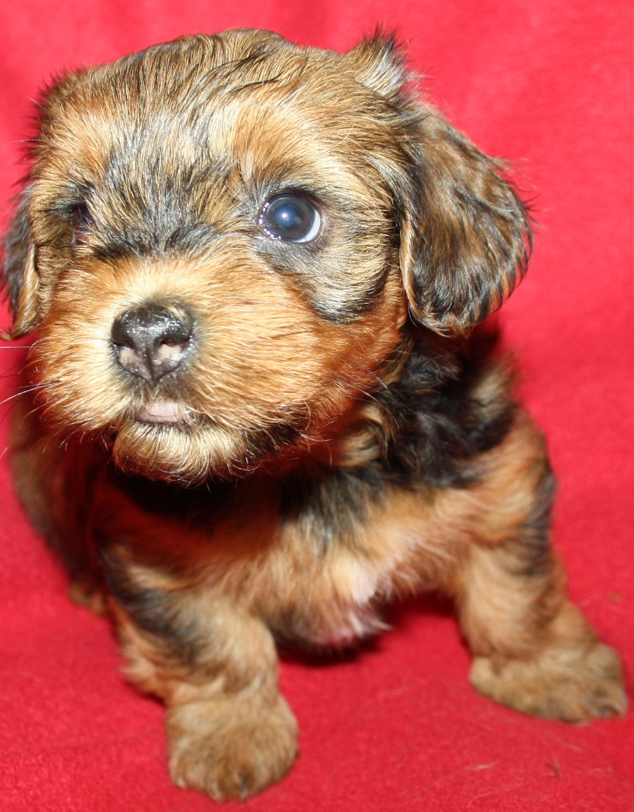 IMG_0165 Tik 3 Anna hem.JPG