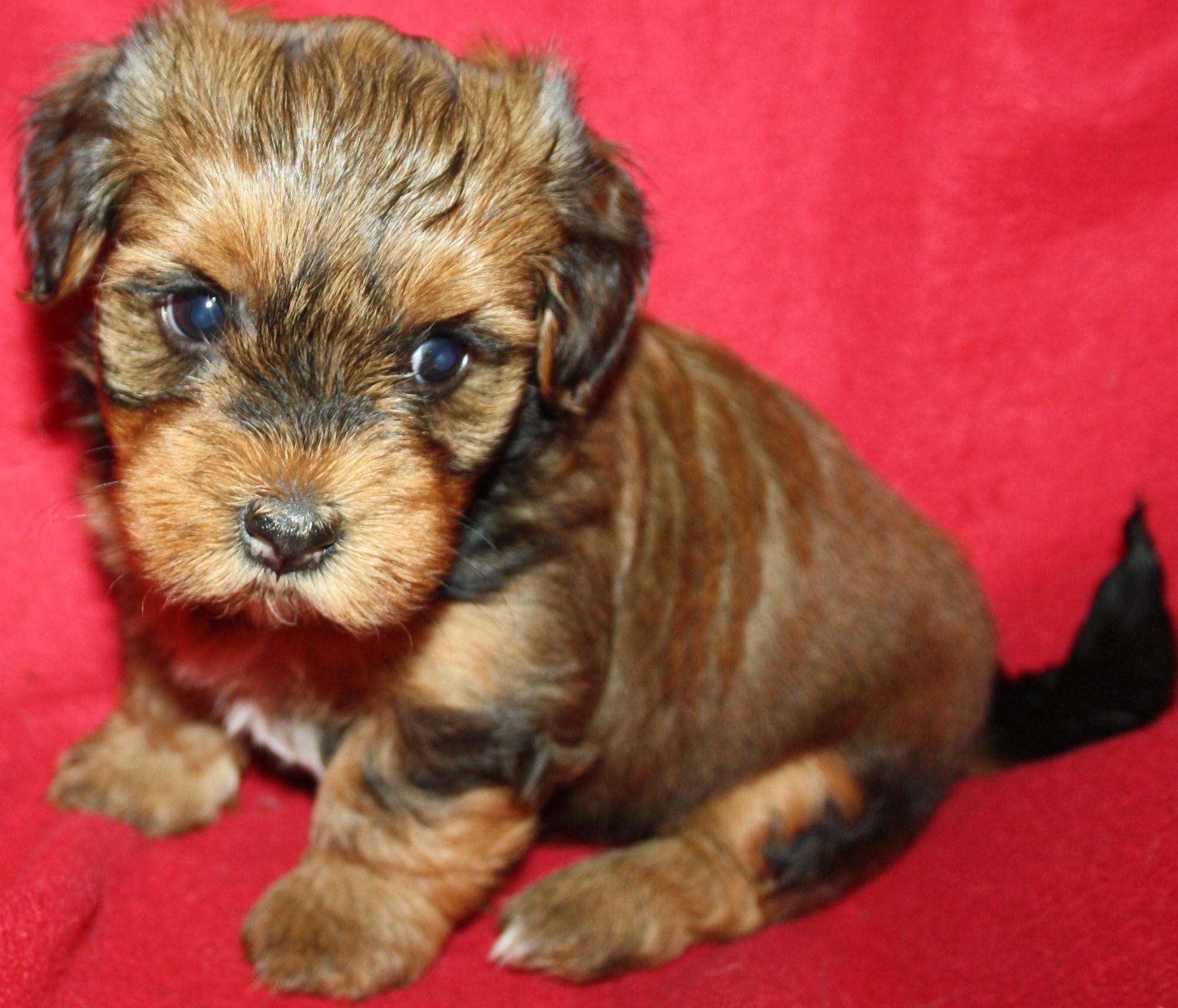 IMG_0171 Tik 3 Anna 5v hem.JPG