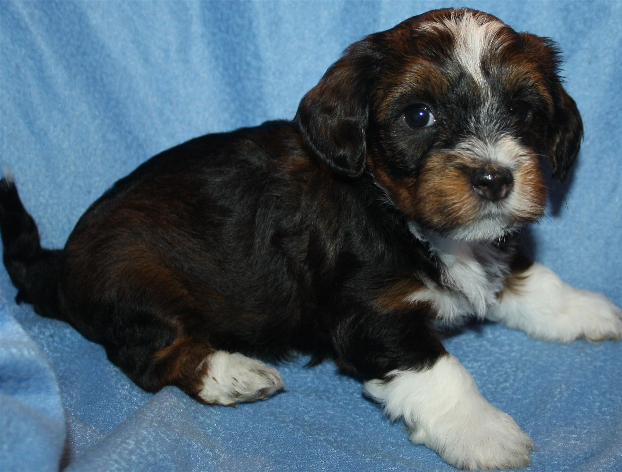 IMG_0173 Hane 1 Arvid 5v hem.JPG