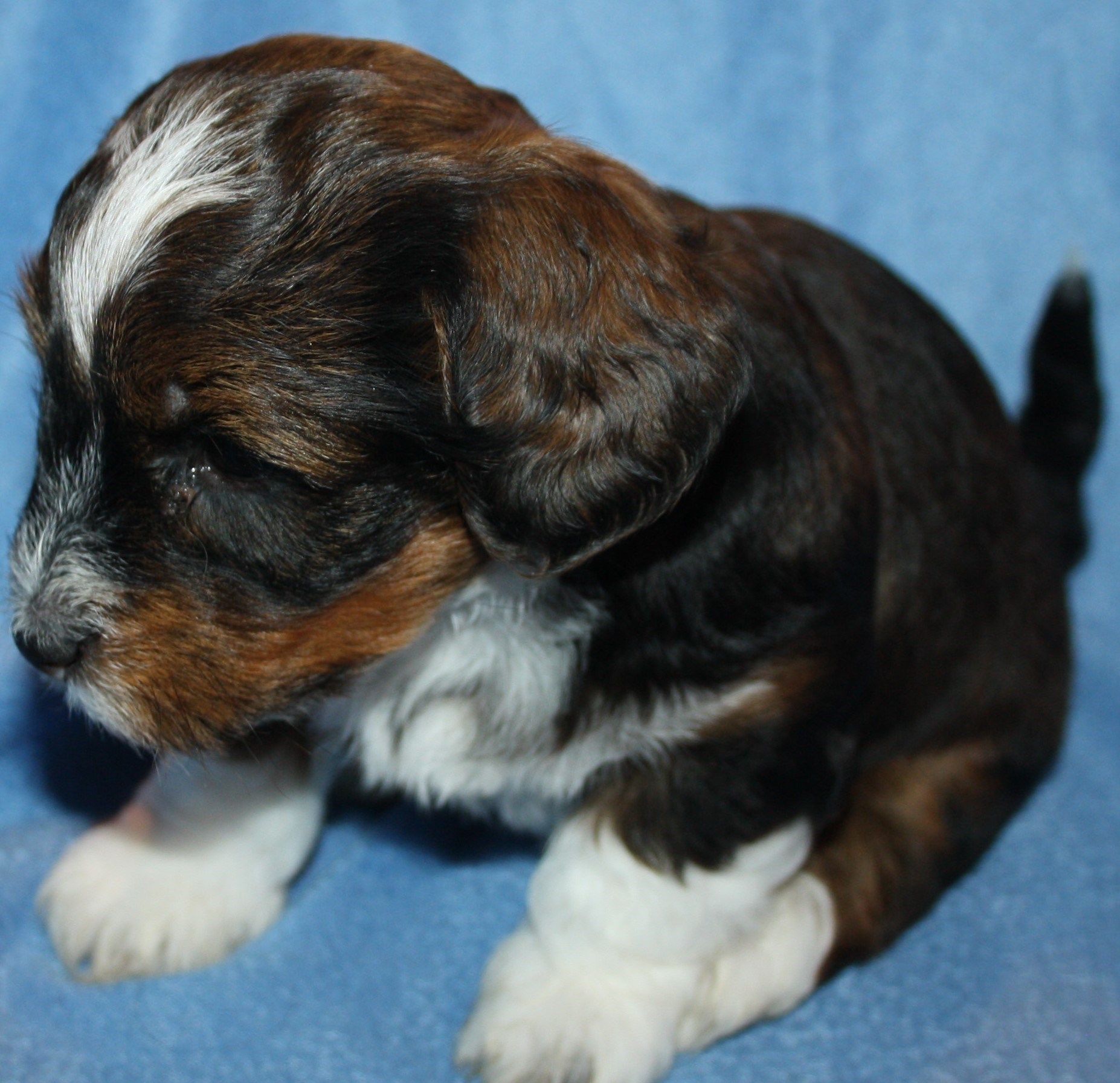 IMG_0180 Hane 1 Arvid 5v hem.JPG