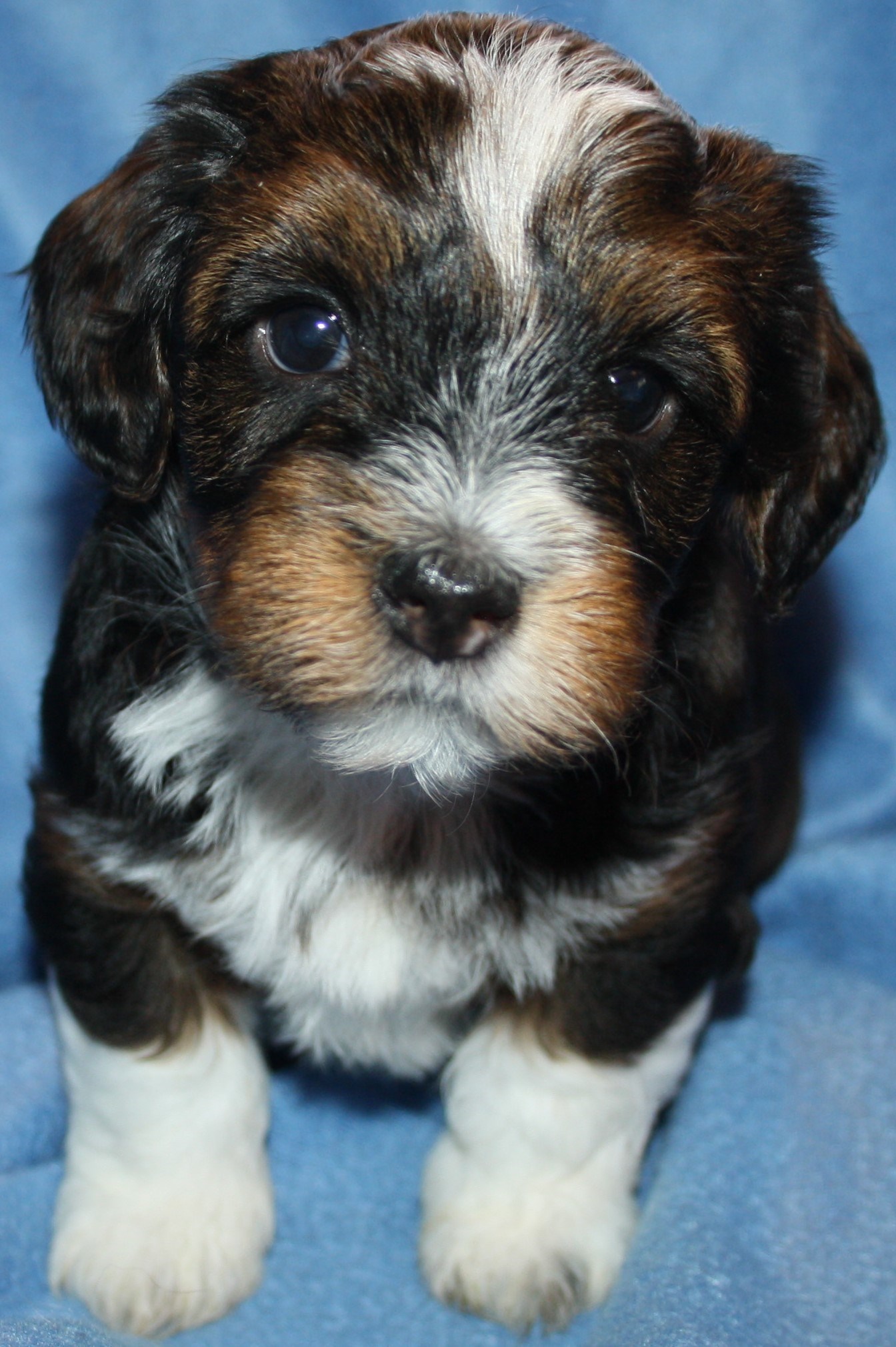 IMG_0181 Hane 1 Arvid 5v hem.JPG