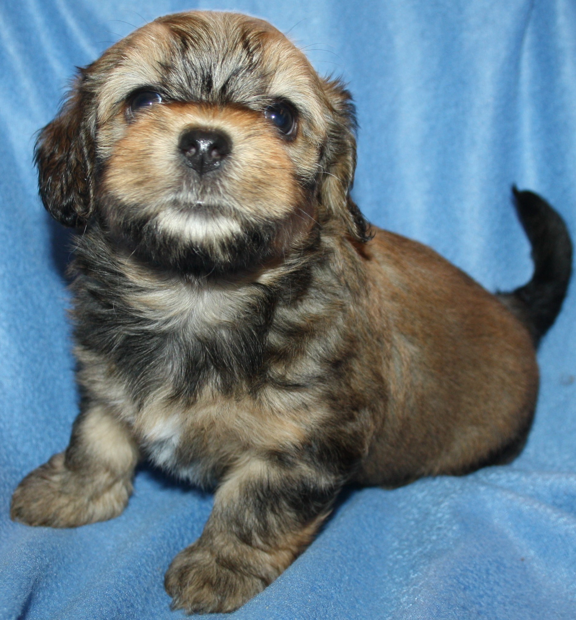 IMG_0190 Hane 2 Anton 5v hem.JPG