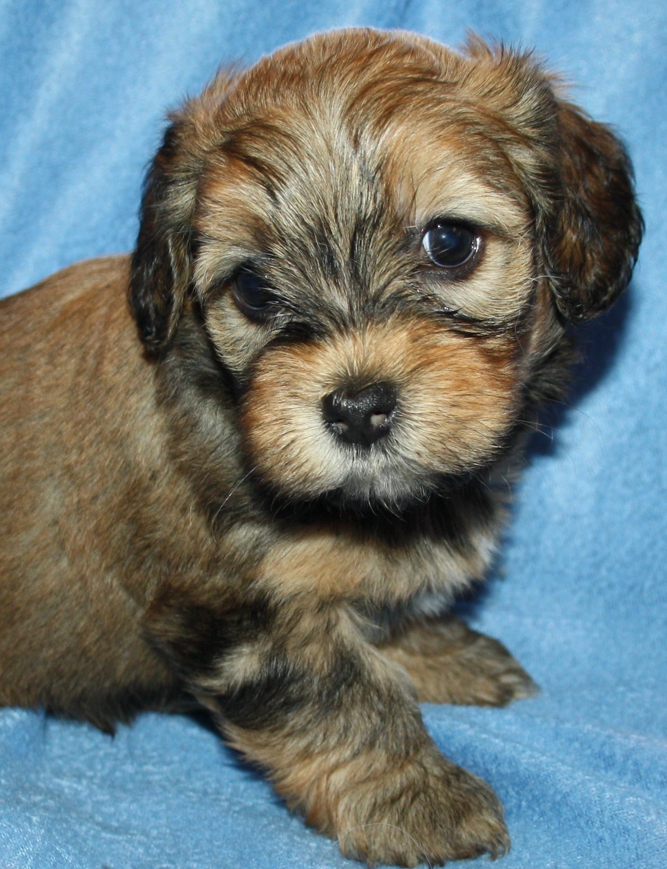 IMG_0193 Hane  2 Anton 5v hem.JPG