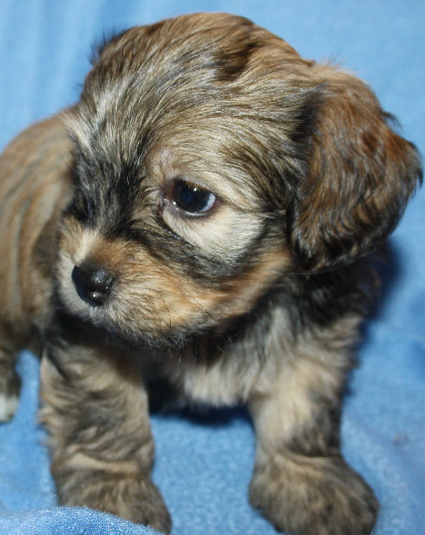 IMG_0198 Hane 3 Albin 5v hem.JPG